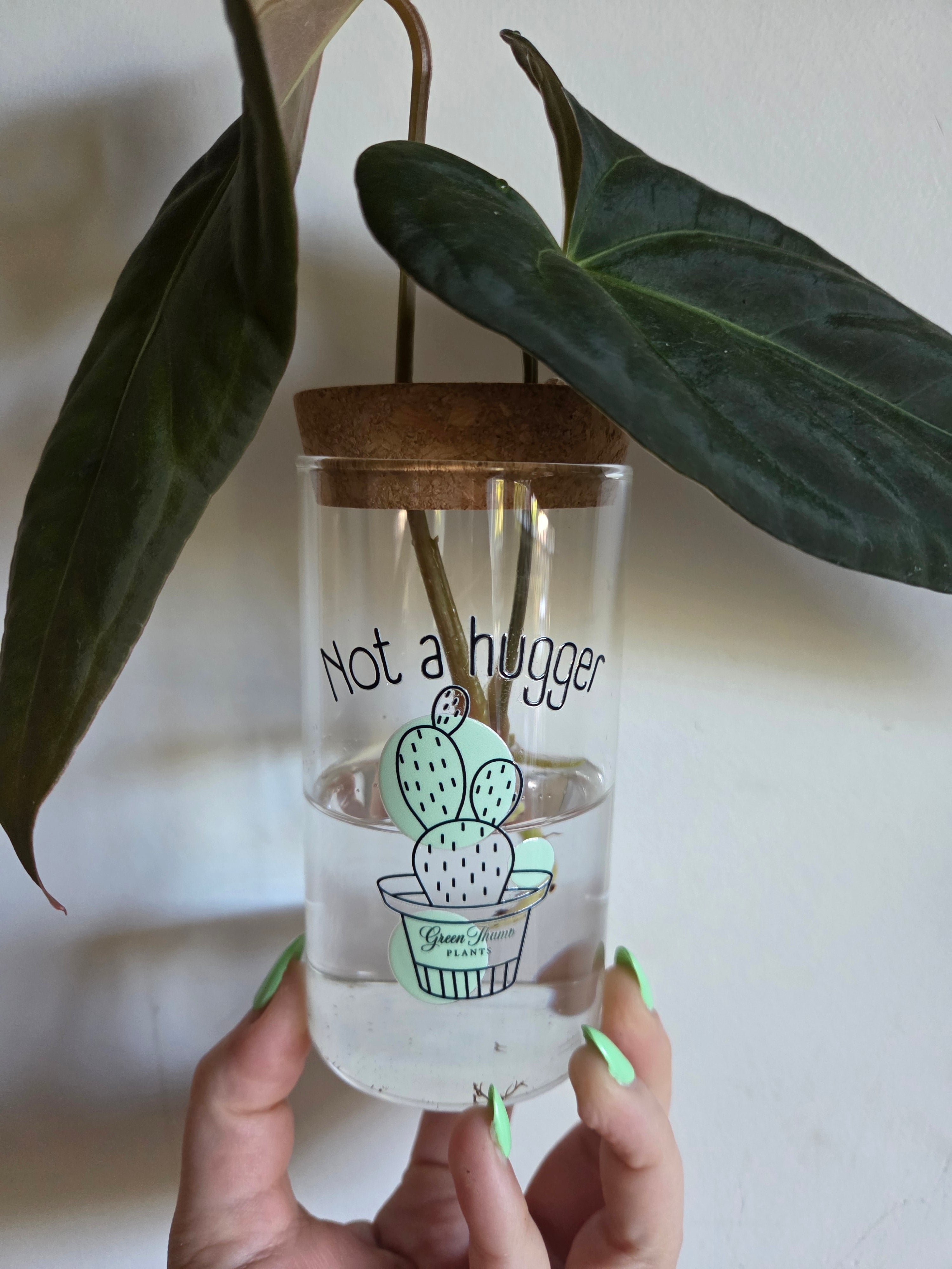 Propagation glass vessel with cork lid - not a hugger