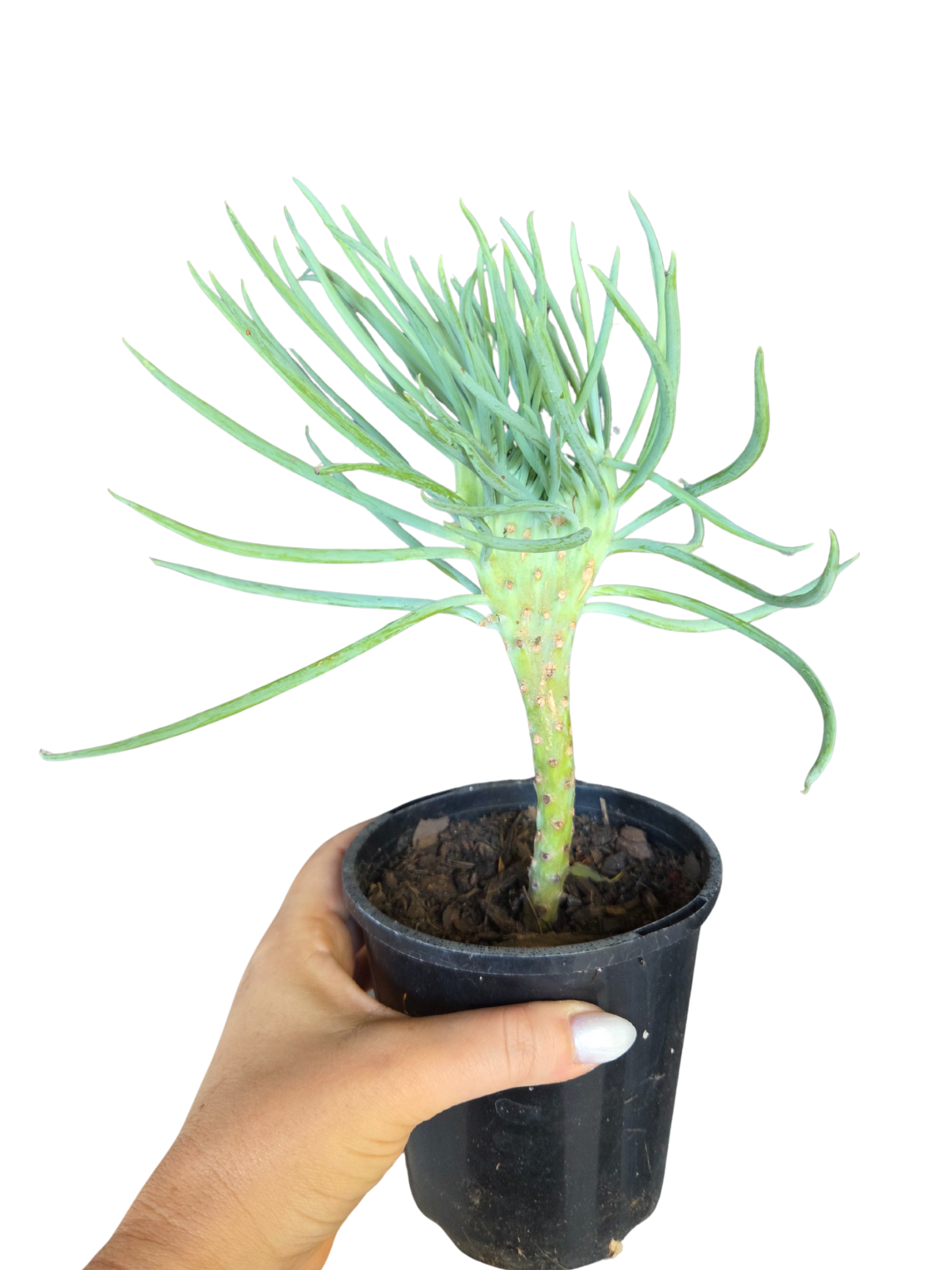 Crested Senecio Talinoides - Narrow Leaf aka Mermaid Tail Succulent