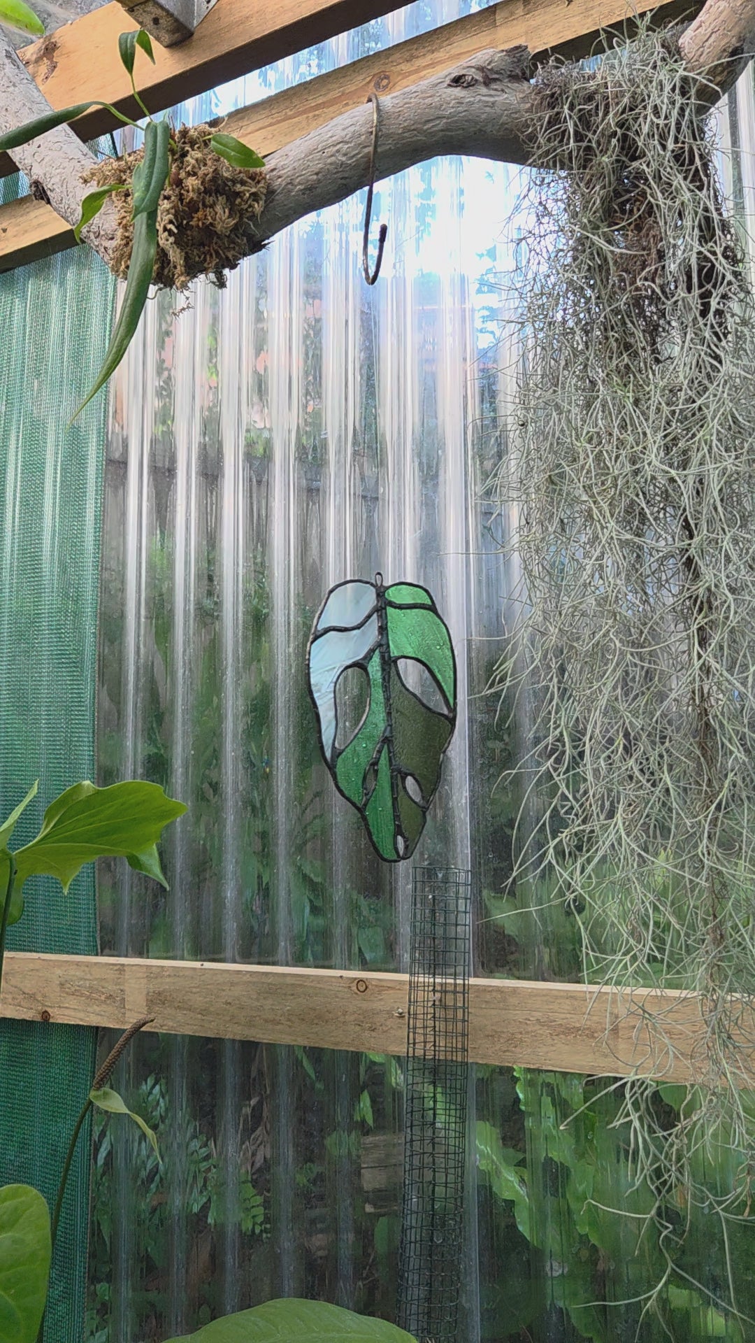 Leadlight / stained glass Variegated Monstera adansonii leaf handcrafted one off piece