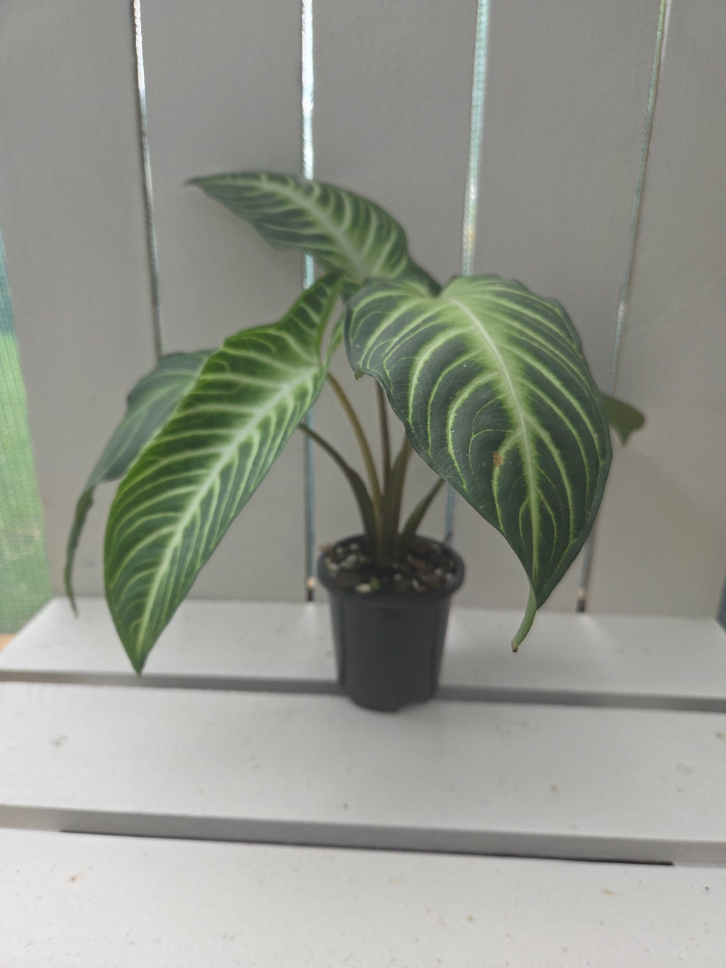 Xanthosoma / Phyllotaenium lindenii 'Magnificum' 90mm