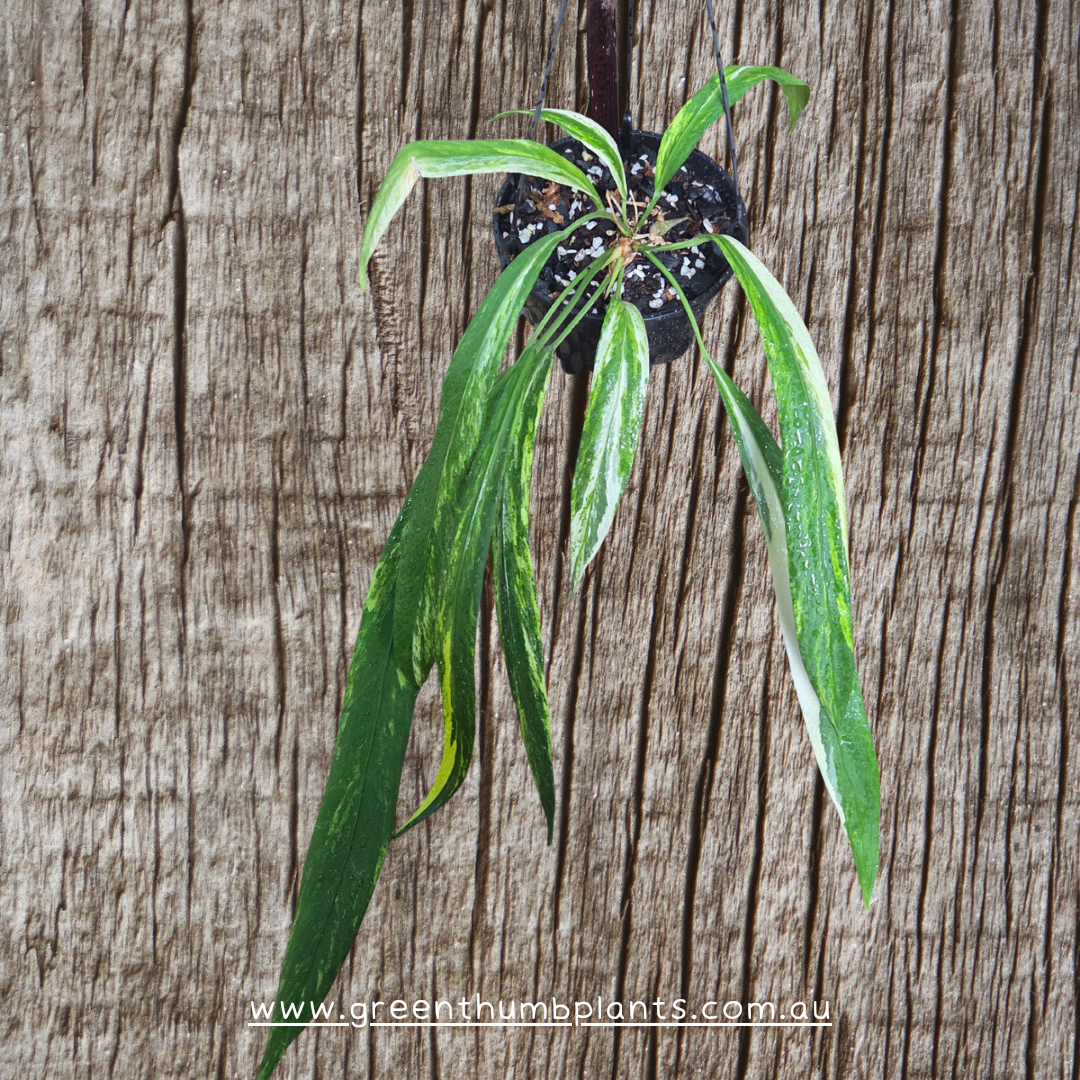 Anthurium Variegated Vittarifolium plantlets- fully acclimatised