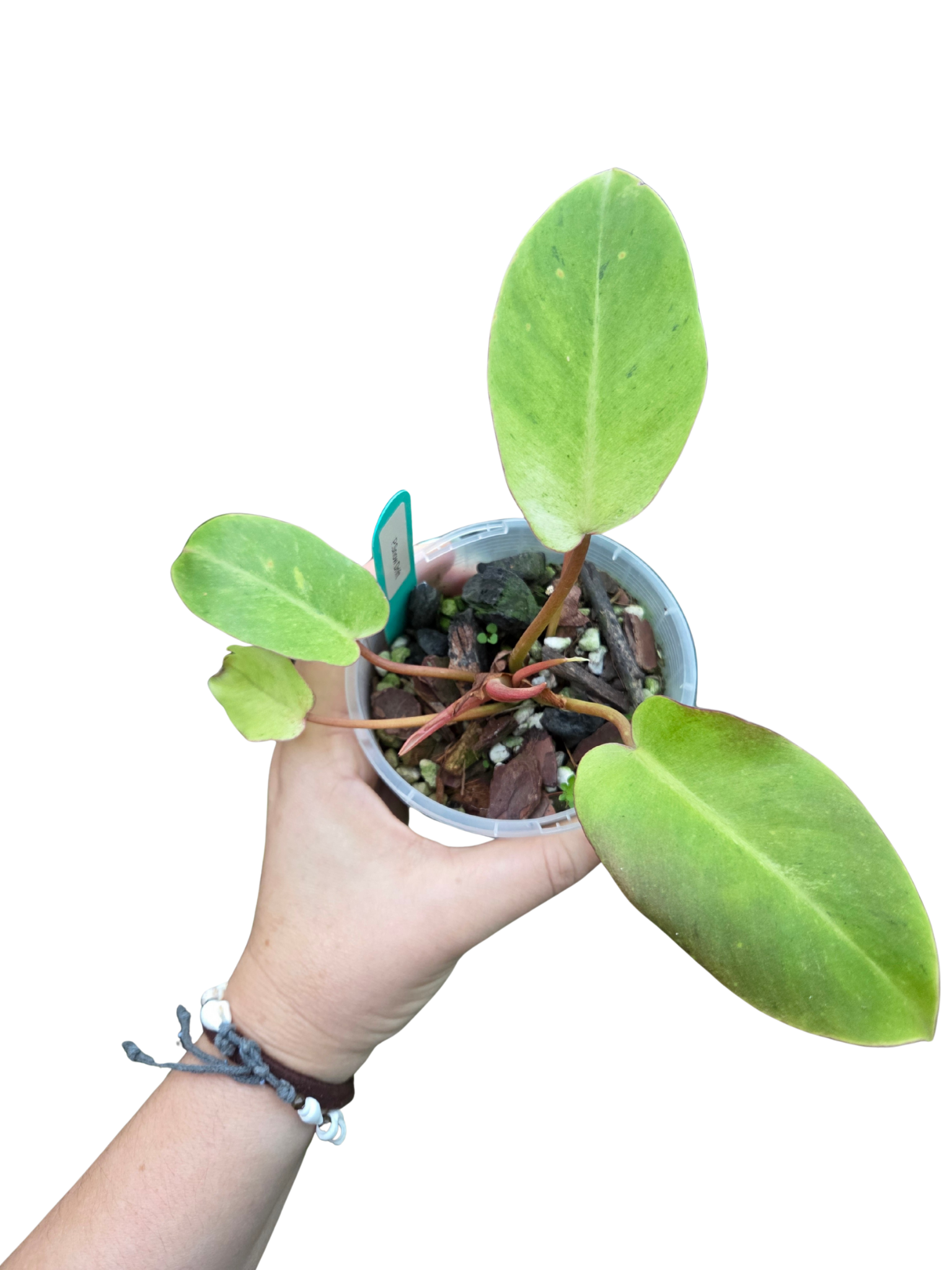 Philodendron Snowdrift