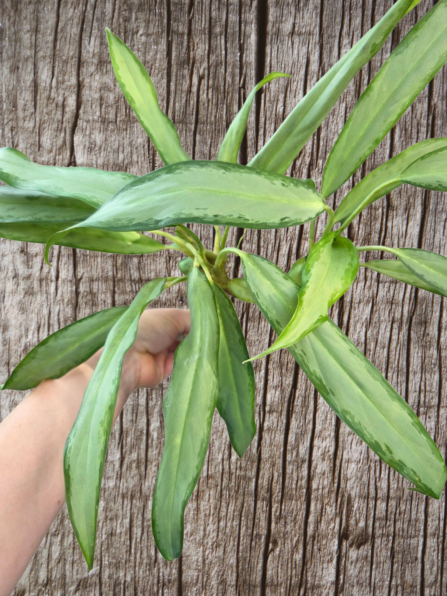 Aglonema white Lance