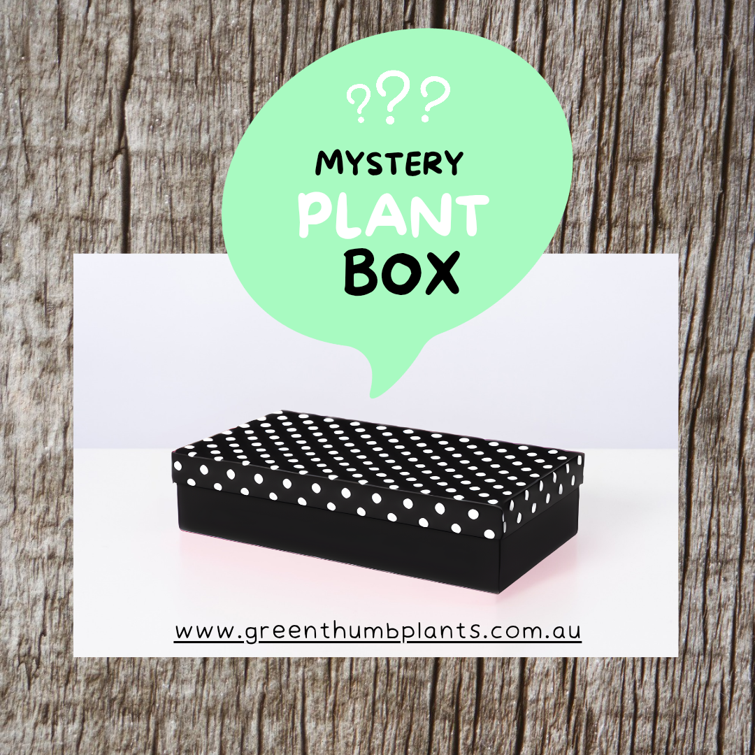 Mystery plant box valued at $90