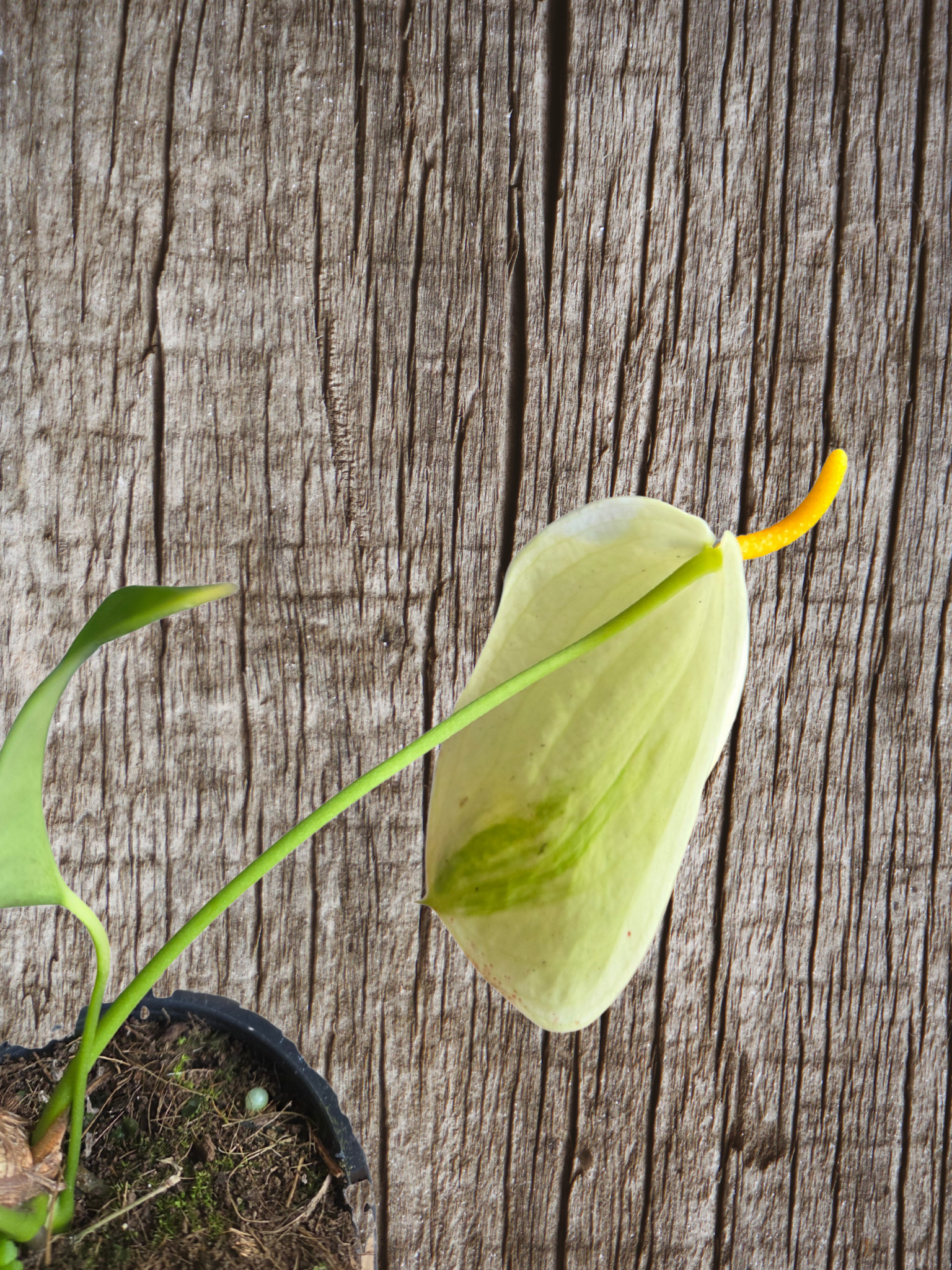 Anthurium scherzerianum pigtail plant yellow flower