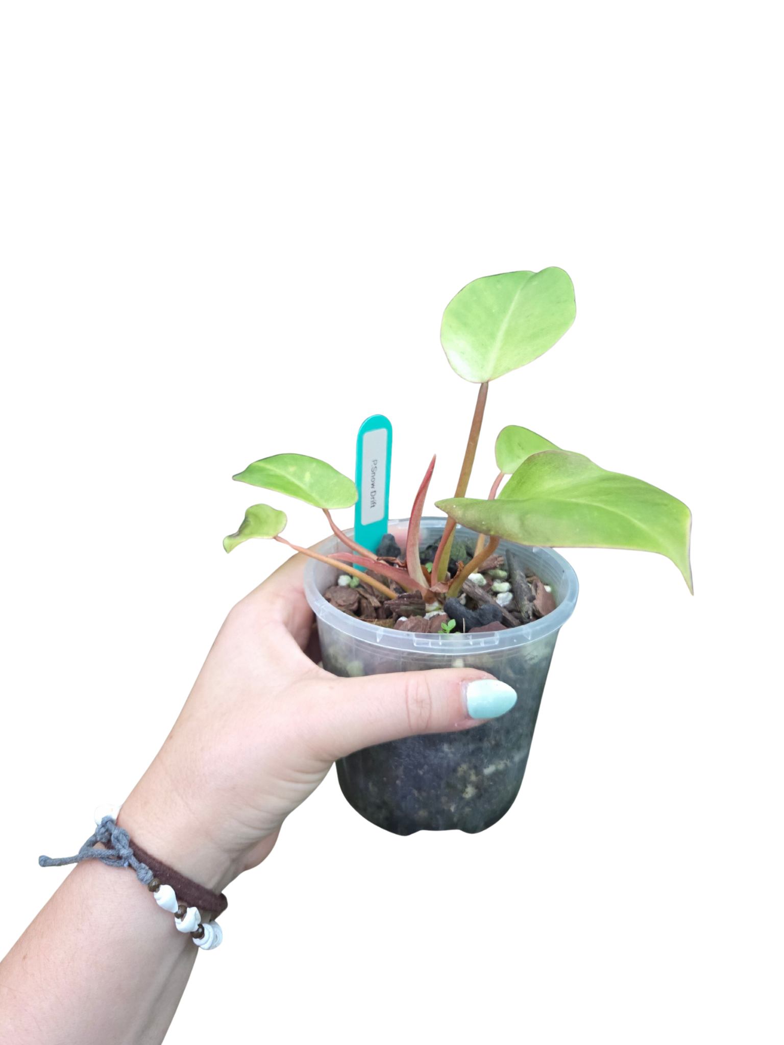 Philodendron Snowdrift