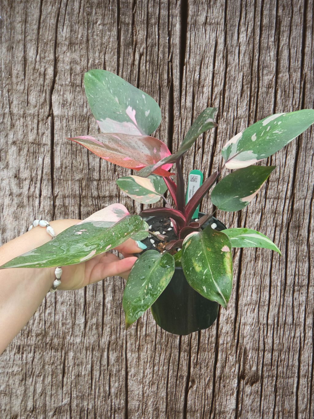 Philodendron pink Princess