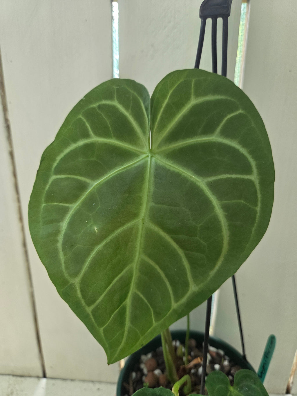 Anthurium Magnificum pure