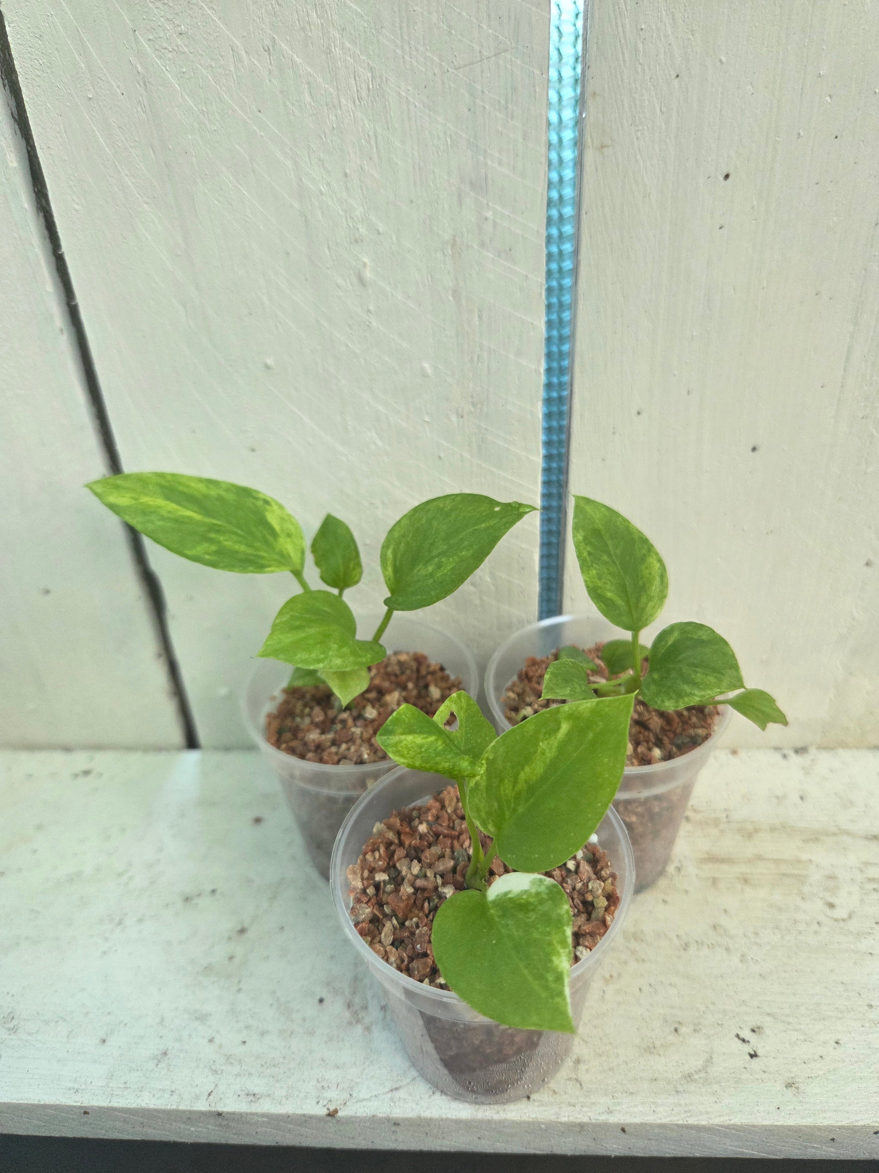 Anthurium Variegated Vittarifolium plantlets- fully acclimatised