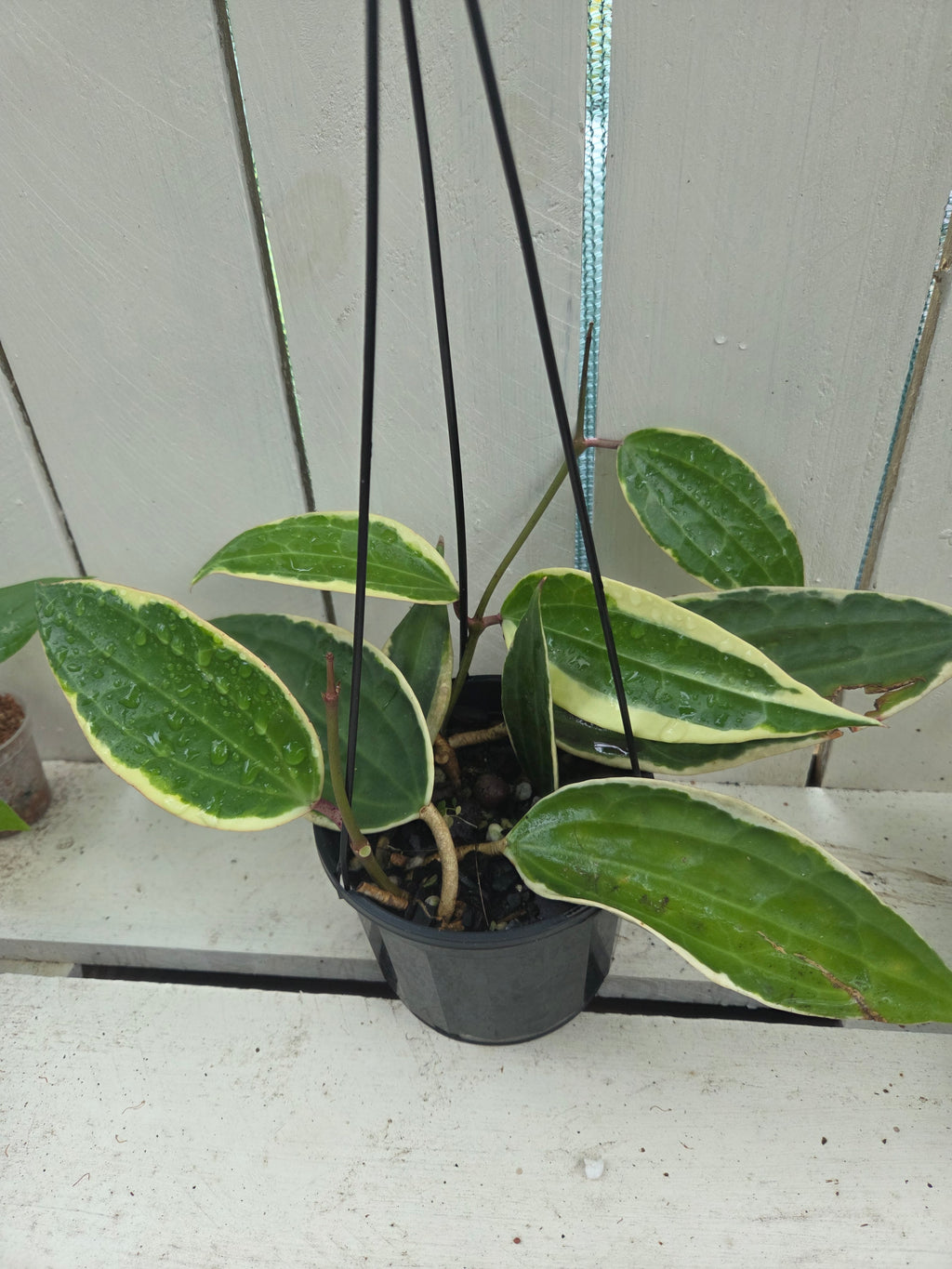 Hoya Latifolia Albomarginata (formerly Macrophylla) super healthy active new growth