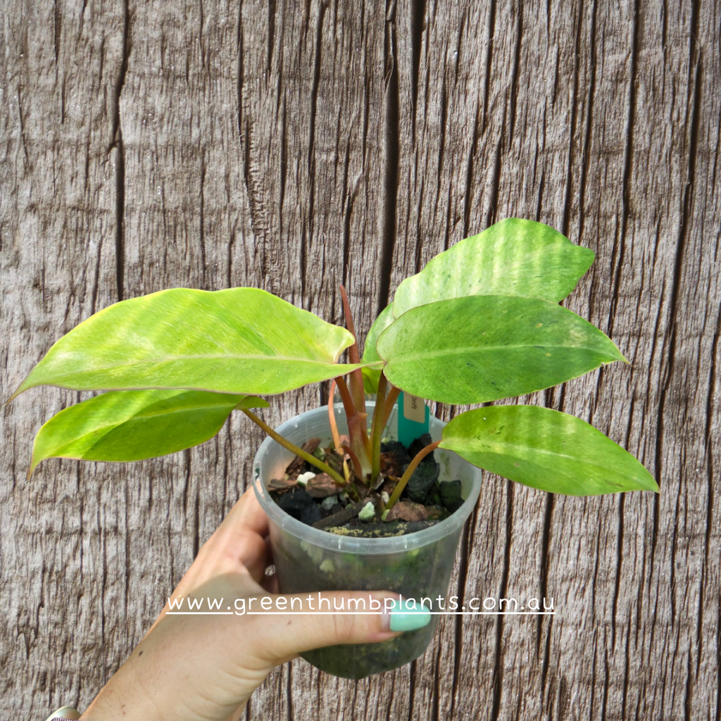 Philodendron Snow Drift
