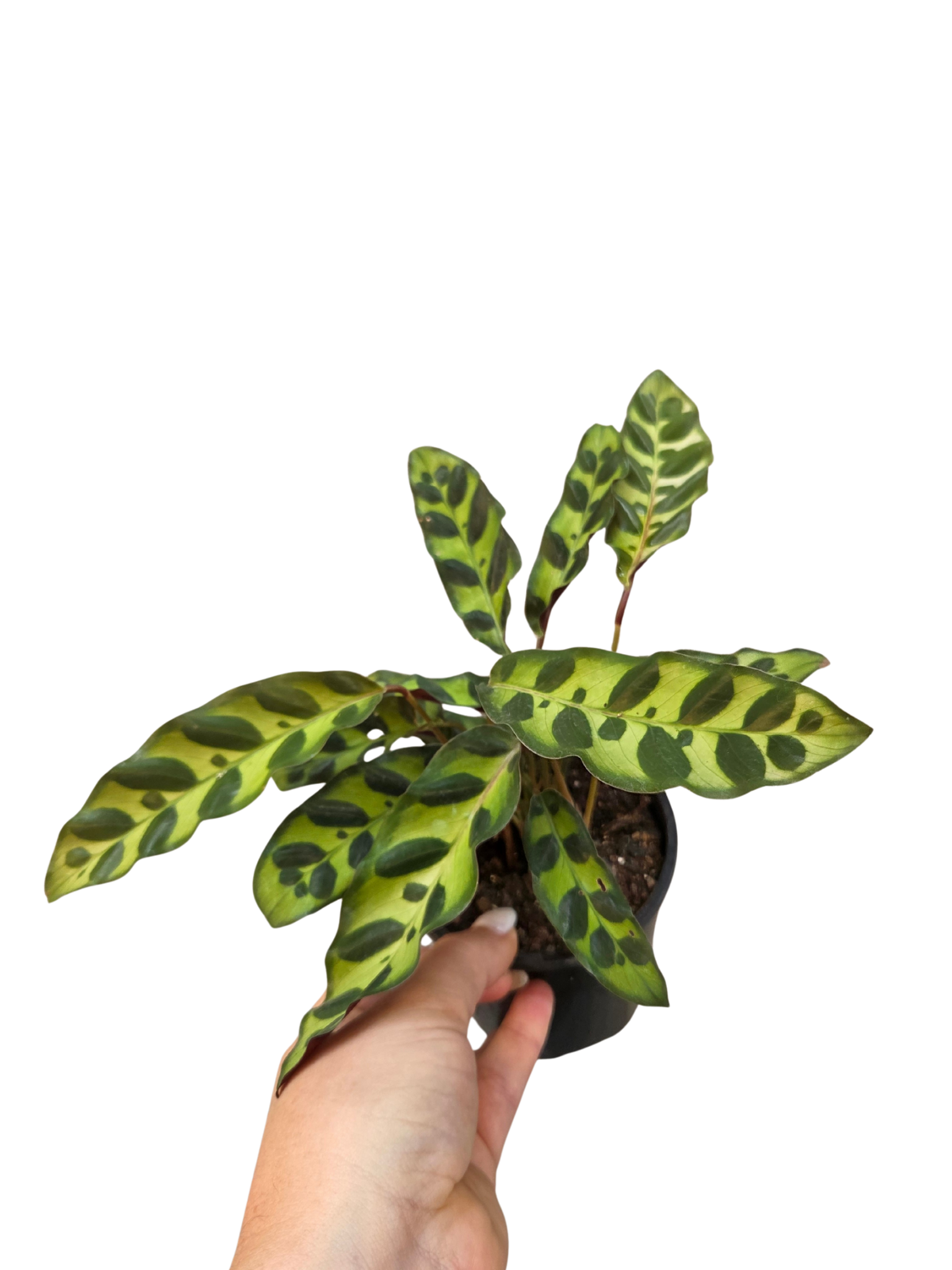 Goeppertia insignis previously known as Calathea rattle snake