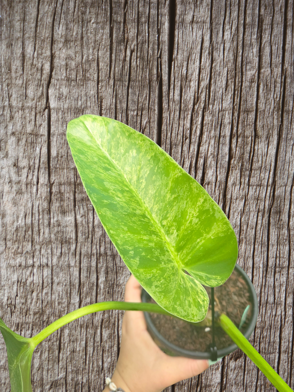 Philodendron blizzard giganteum