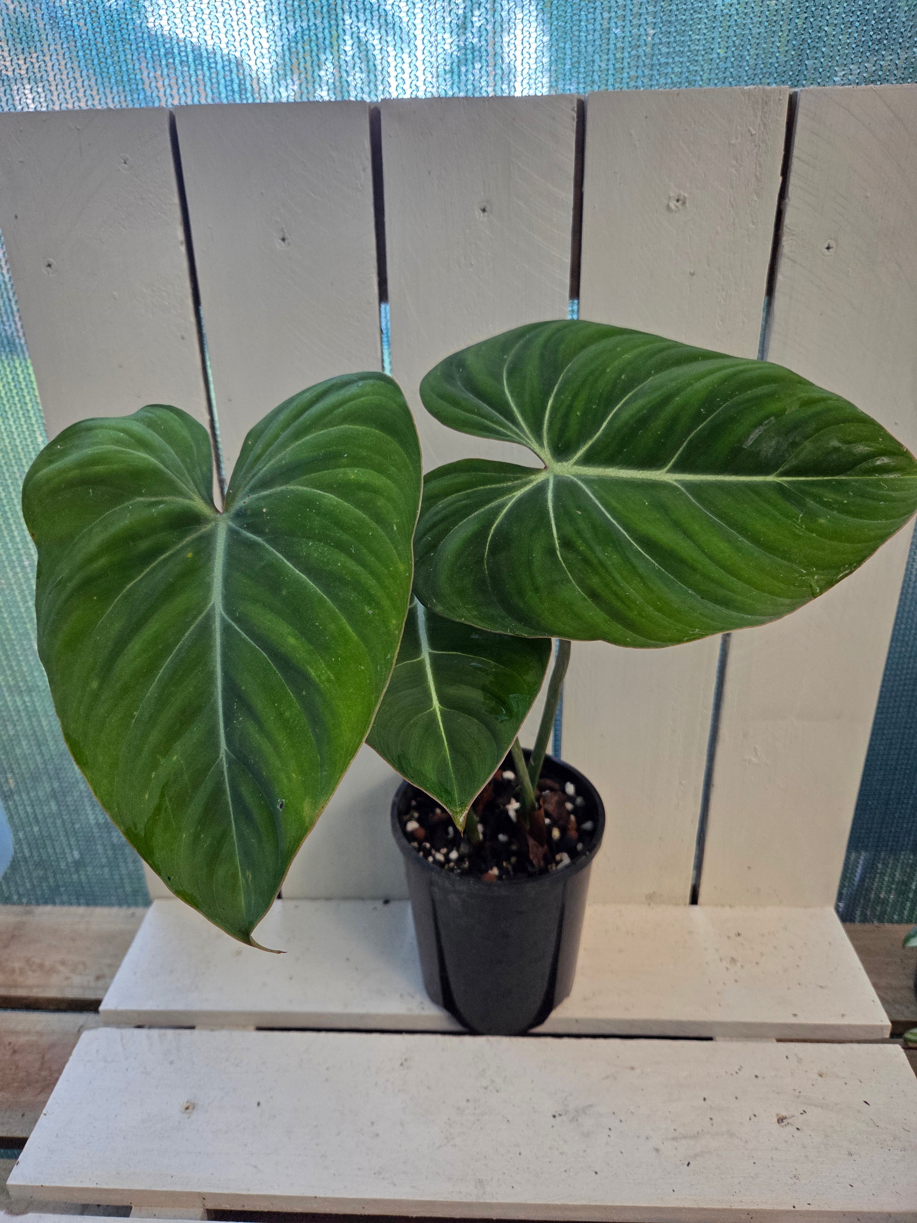 Philodendron Gloriosum