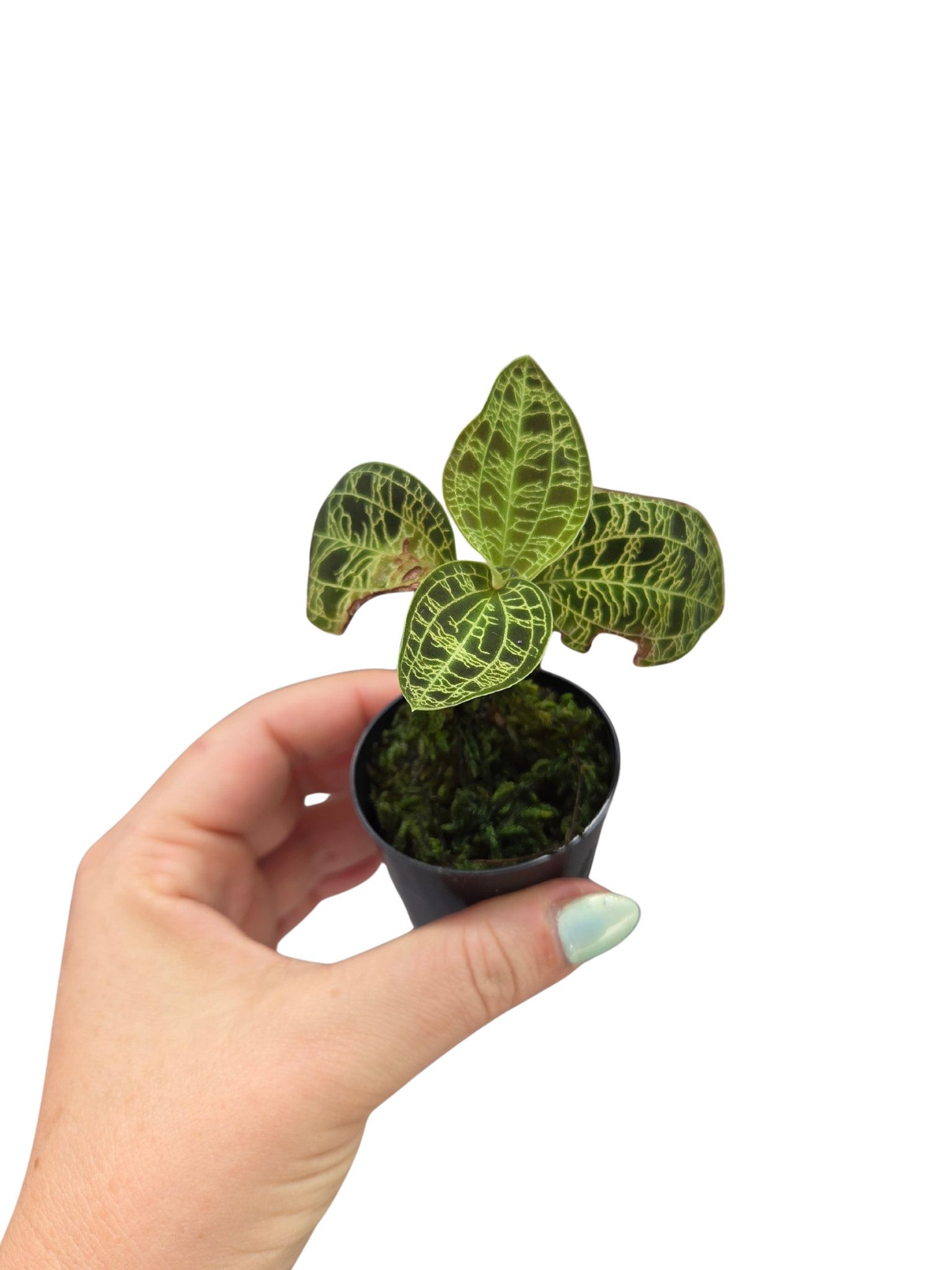 Macodes petola 'Light Leaf'

Jewel Orchid Species