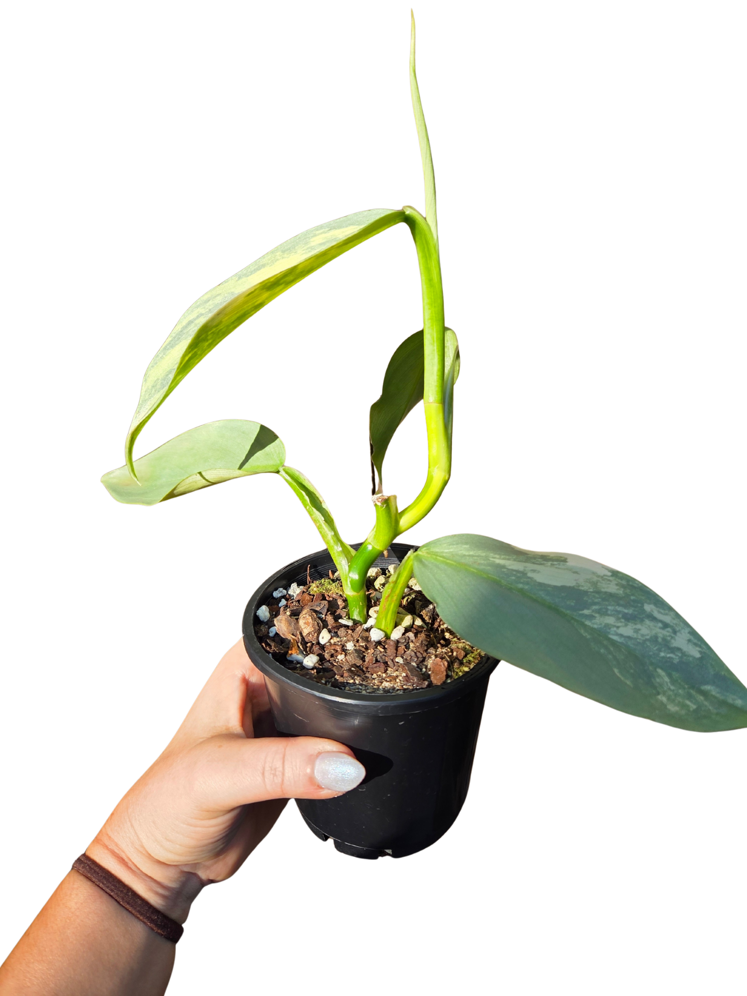 Variegated Philodendron Silver Sword