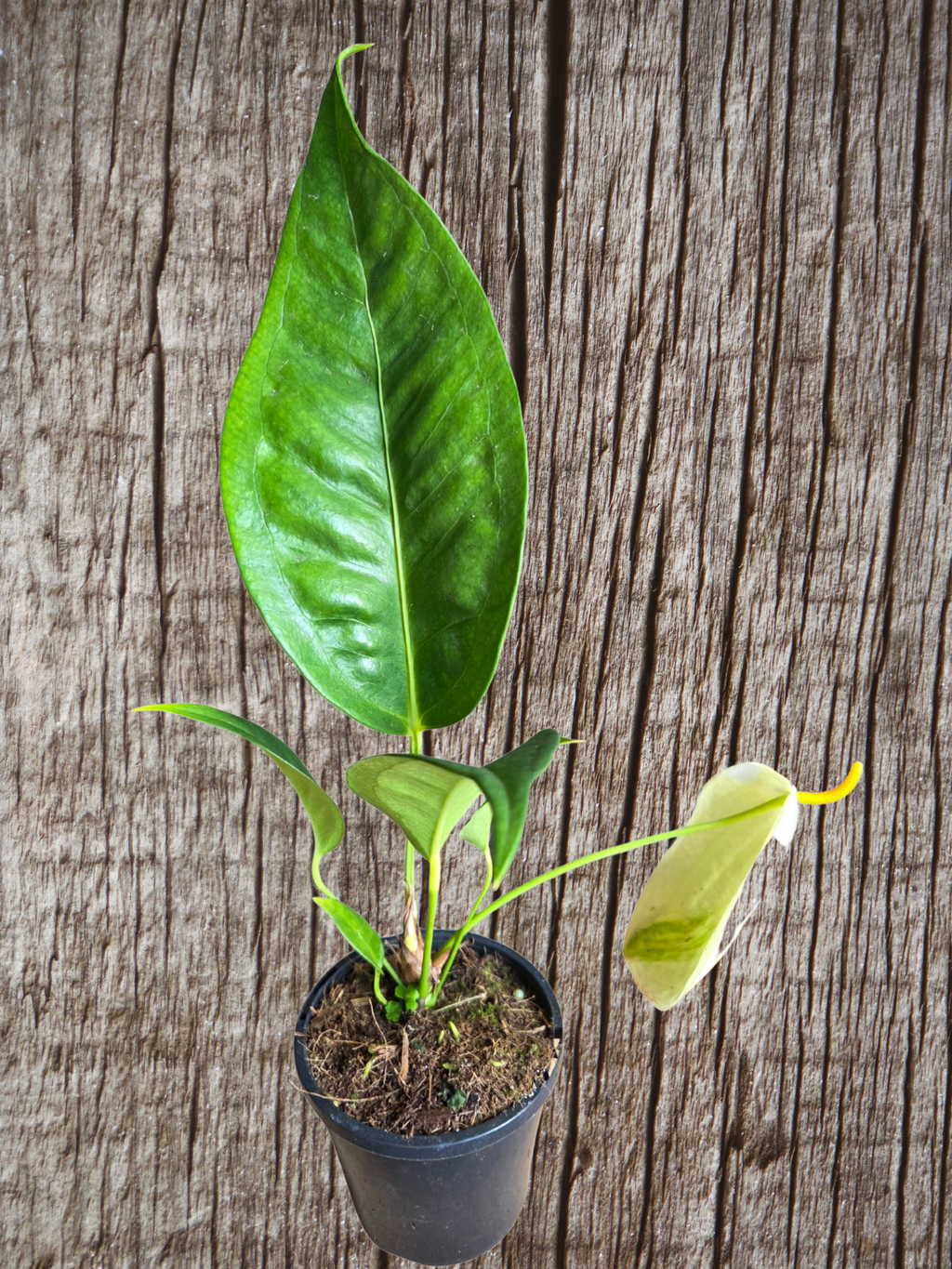 Anthurium scherzerianum pigtail plant yellow flower