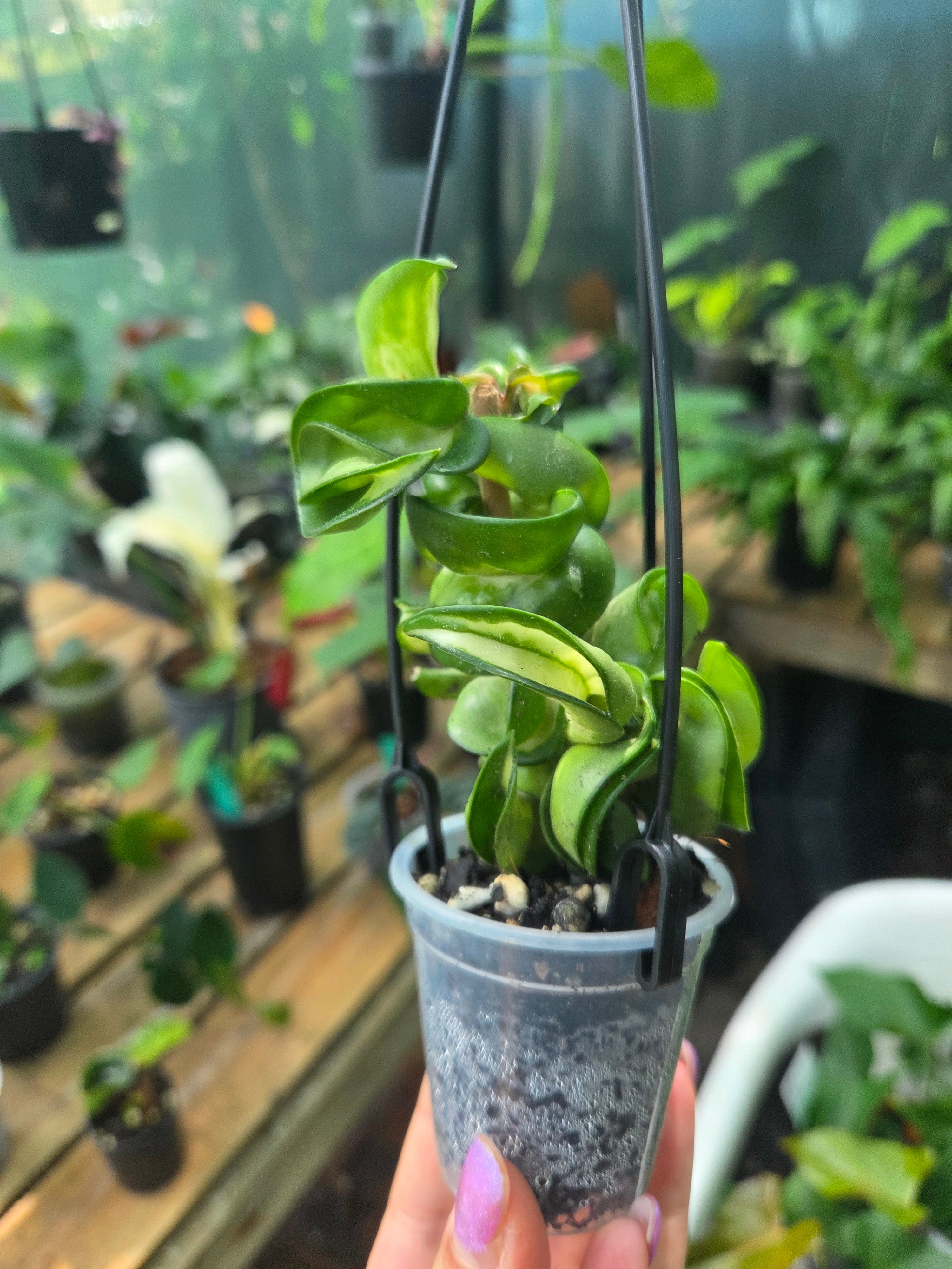 Hoya compacta inside variegation aka Indian Rope Variegata