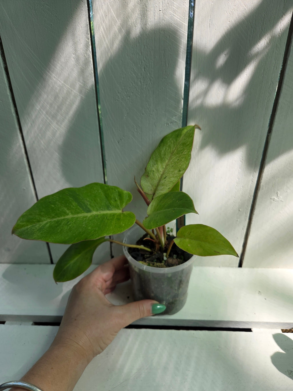 Philodendron Snow Drift