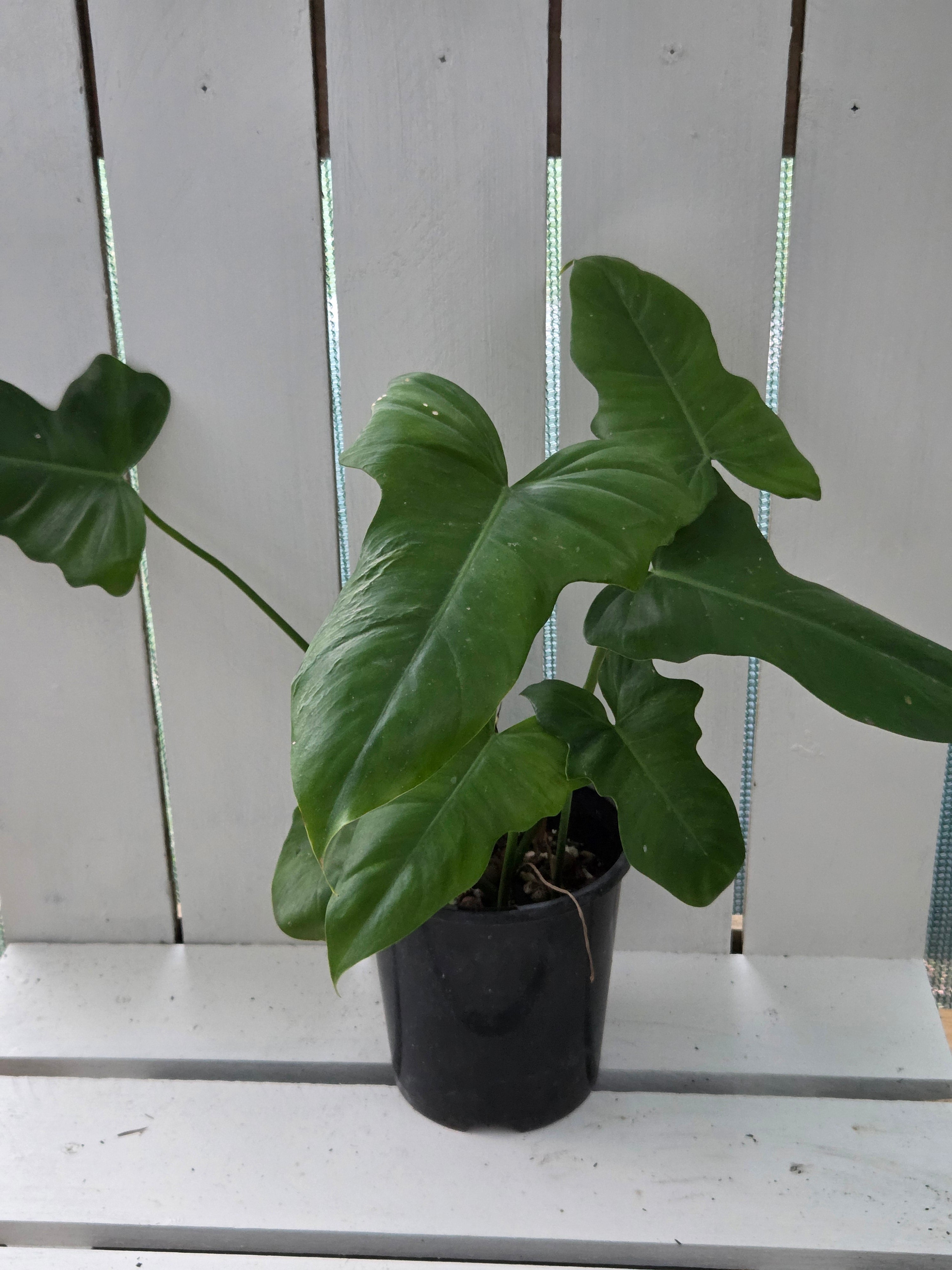 Philodendron Golden Dragon