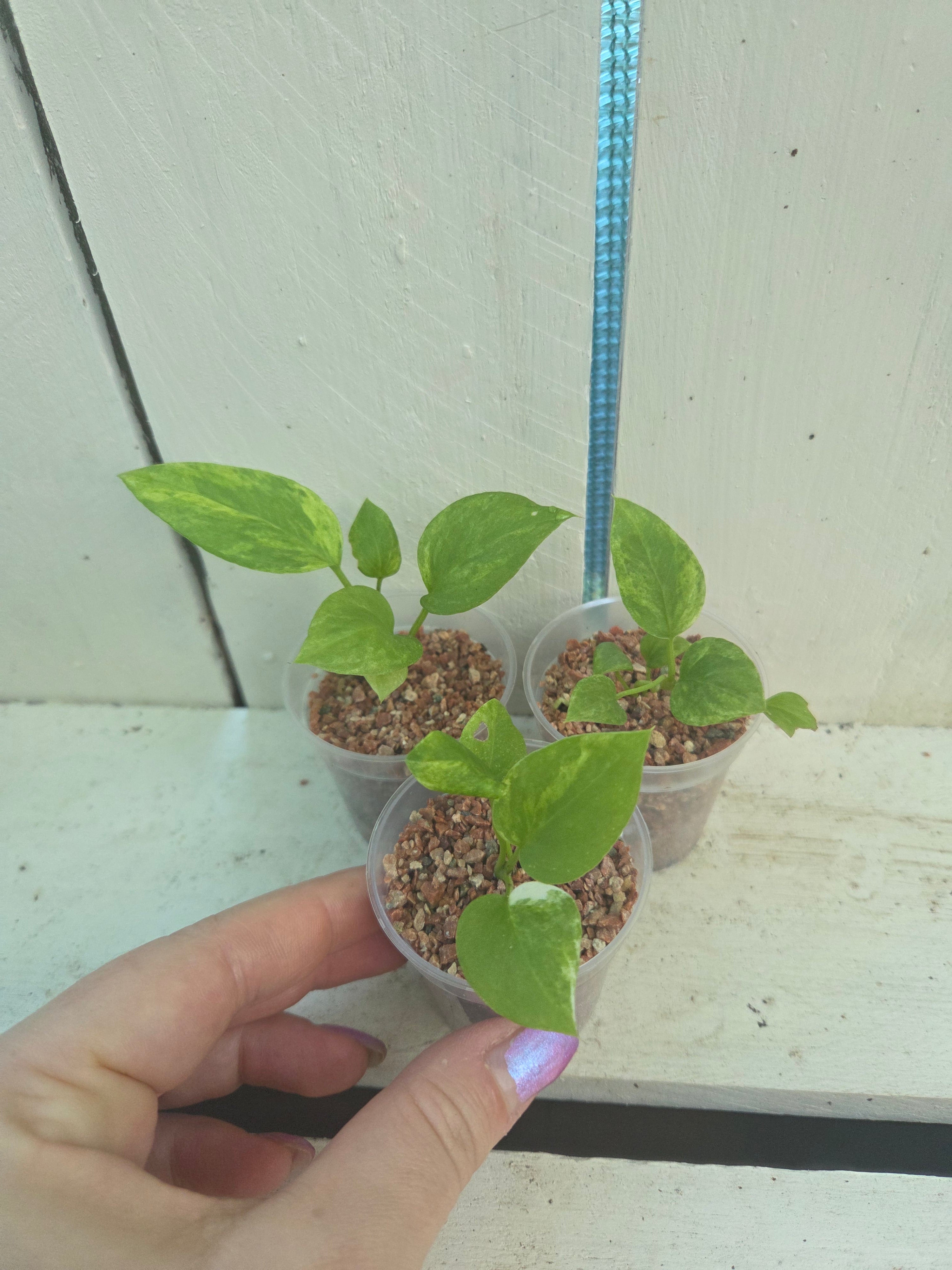 Anthurium Variegated Vittarifolium plantlets- fully acclimatised