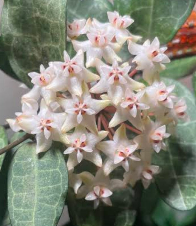Hoya Eliptica
