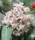 Hoya Eliptica
