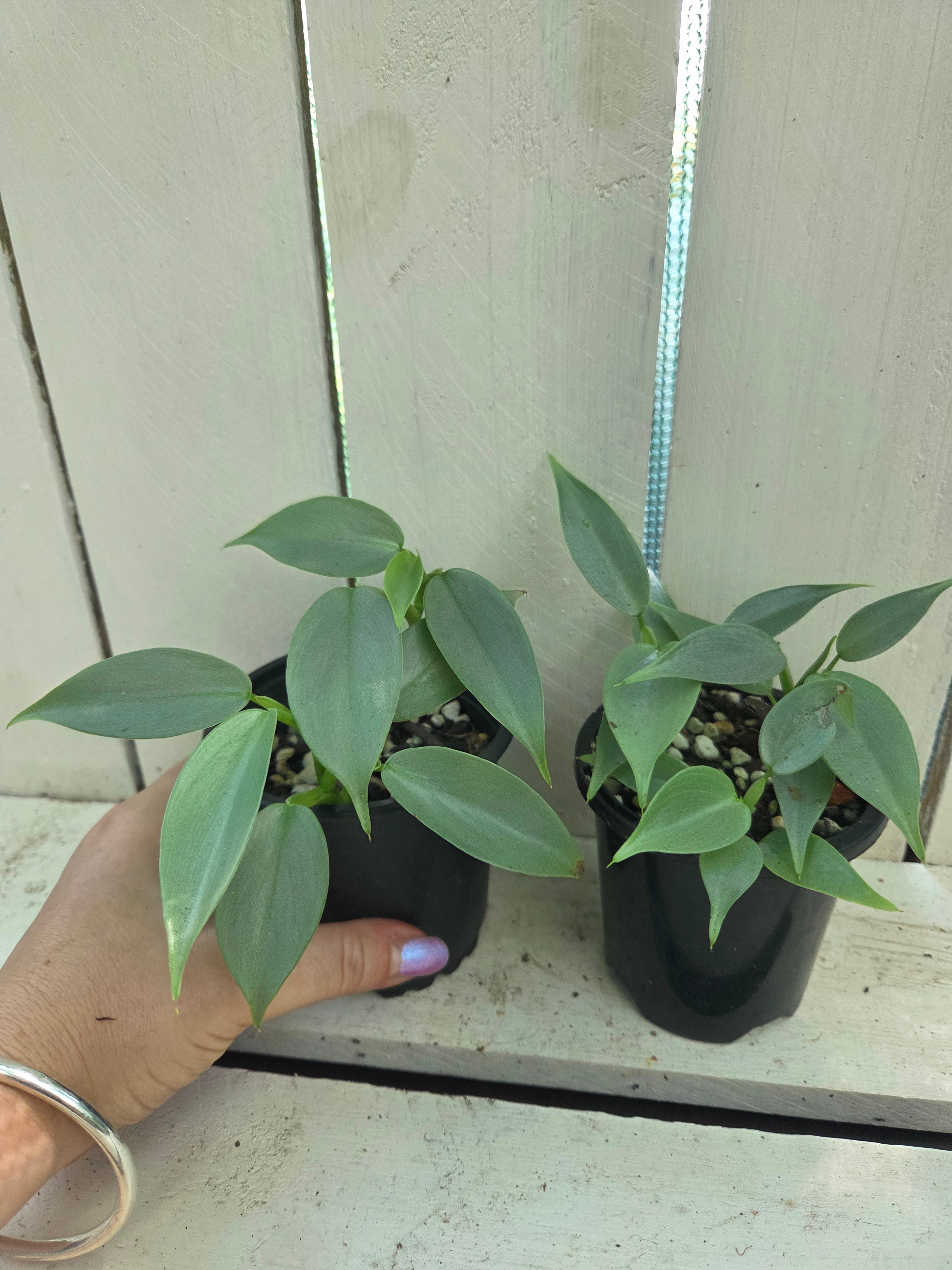 Philodendron Silver Sword - hastatum small plants