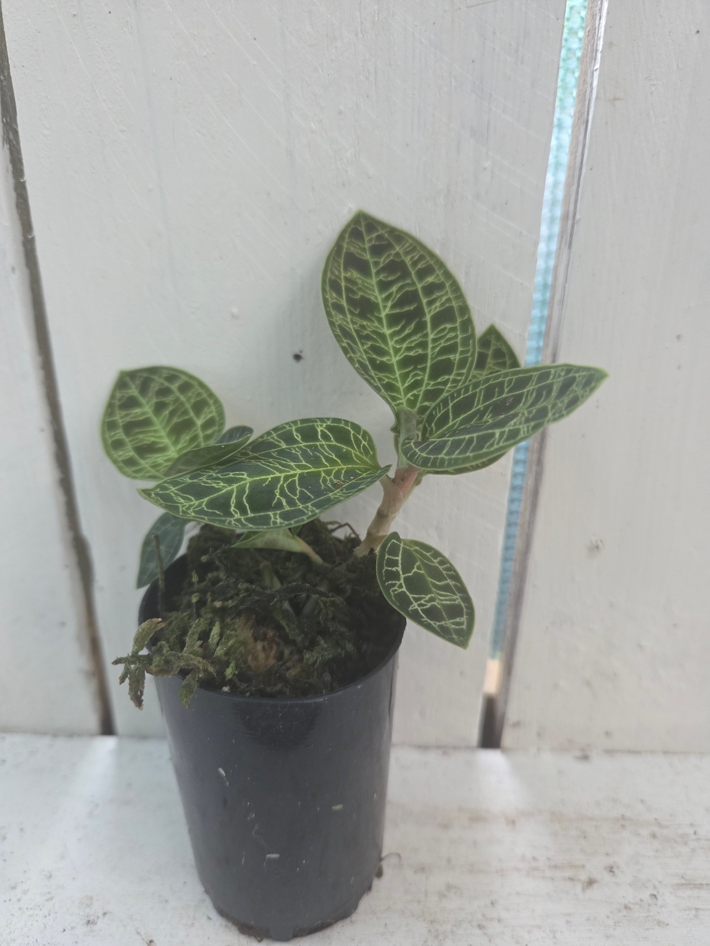 Macodes petola 'Light Leaf'

Jewel Orchid Species