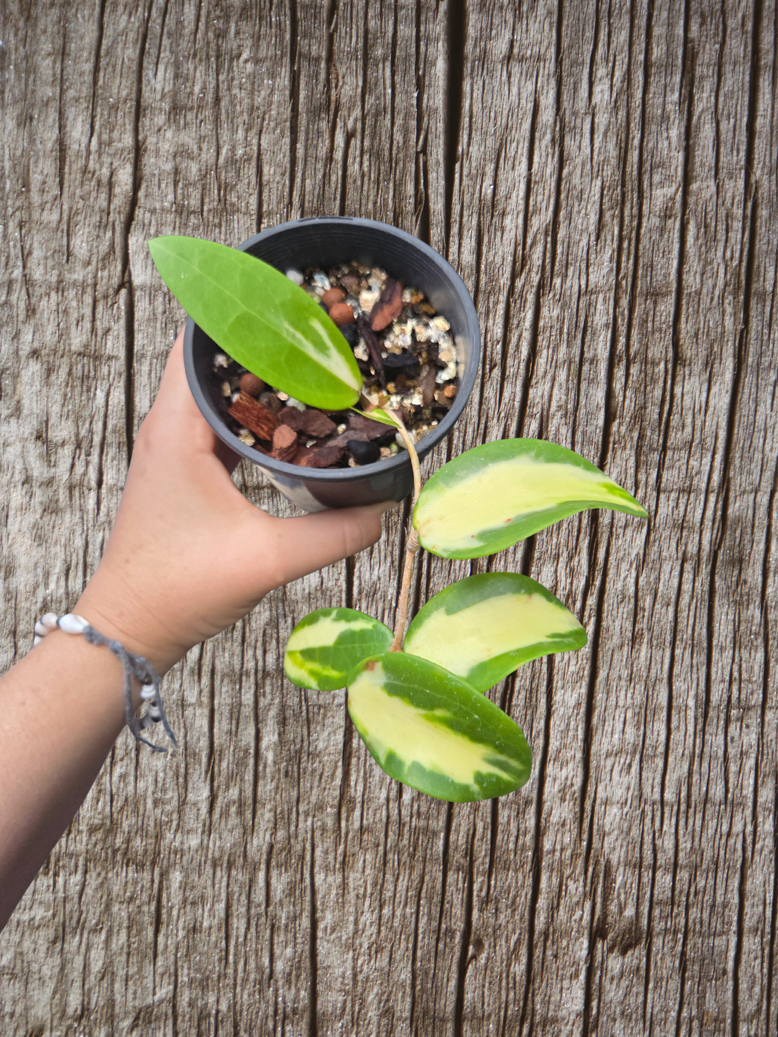 Hoya acuta variegata inner variegation