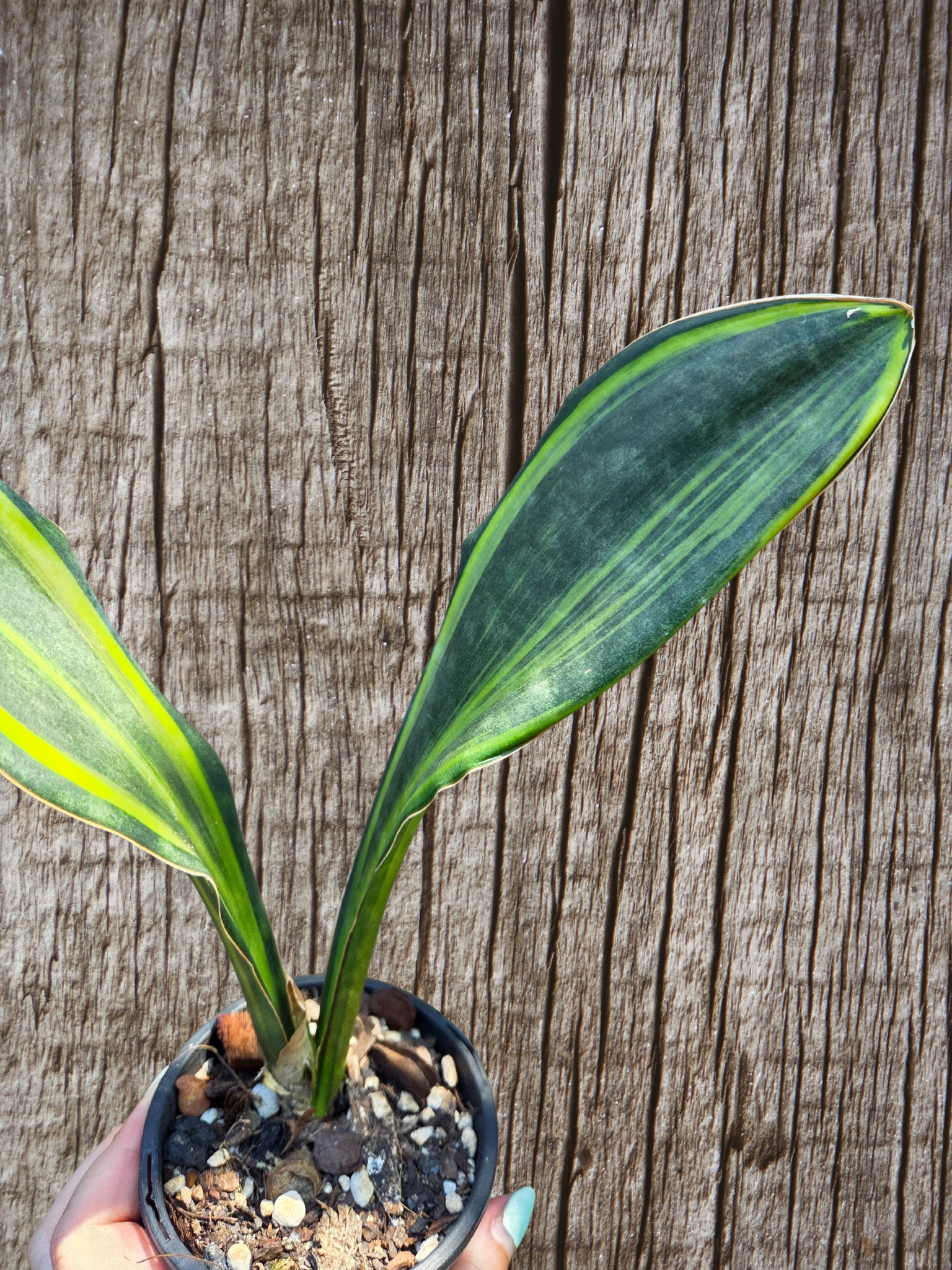 Sansevieria Masoniana Yellow Variegated -  aka Whale Fin