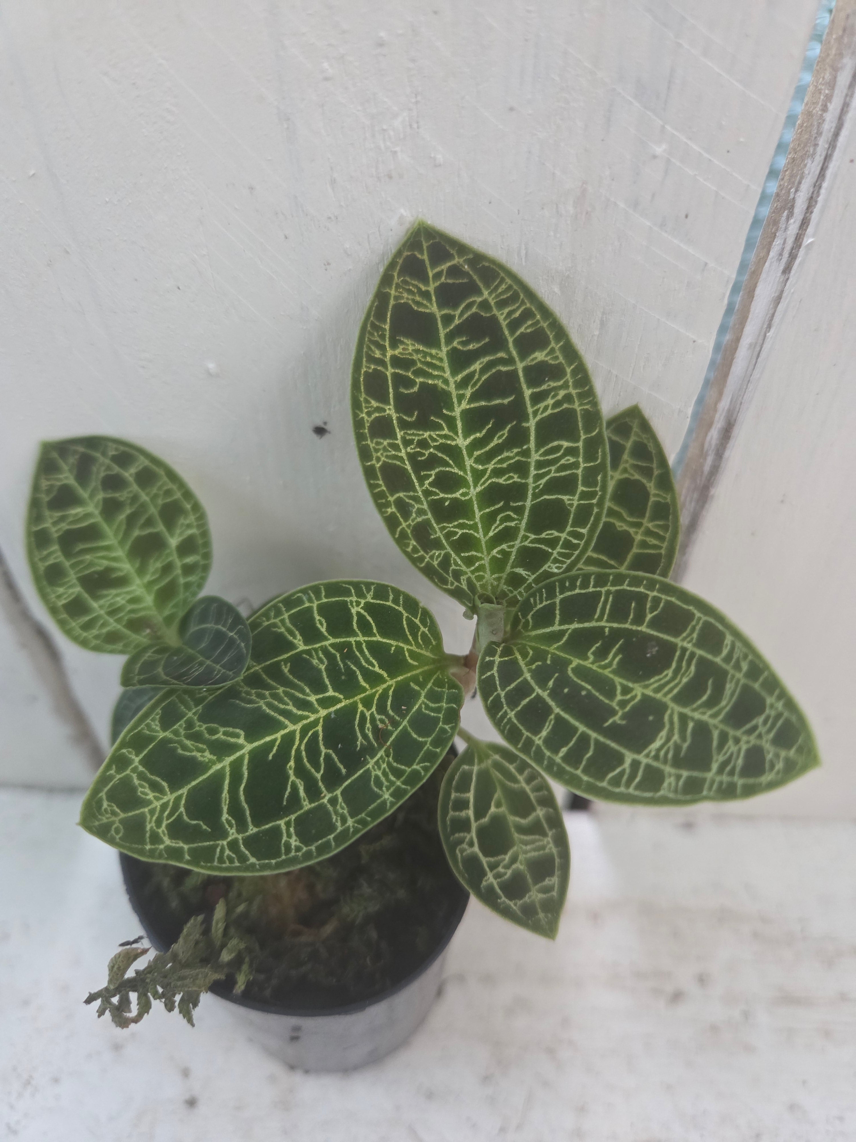 Macodes petola 'Light Leaf'

Jewel Orchid Species