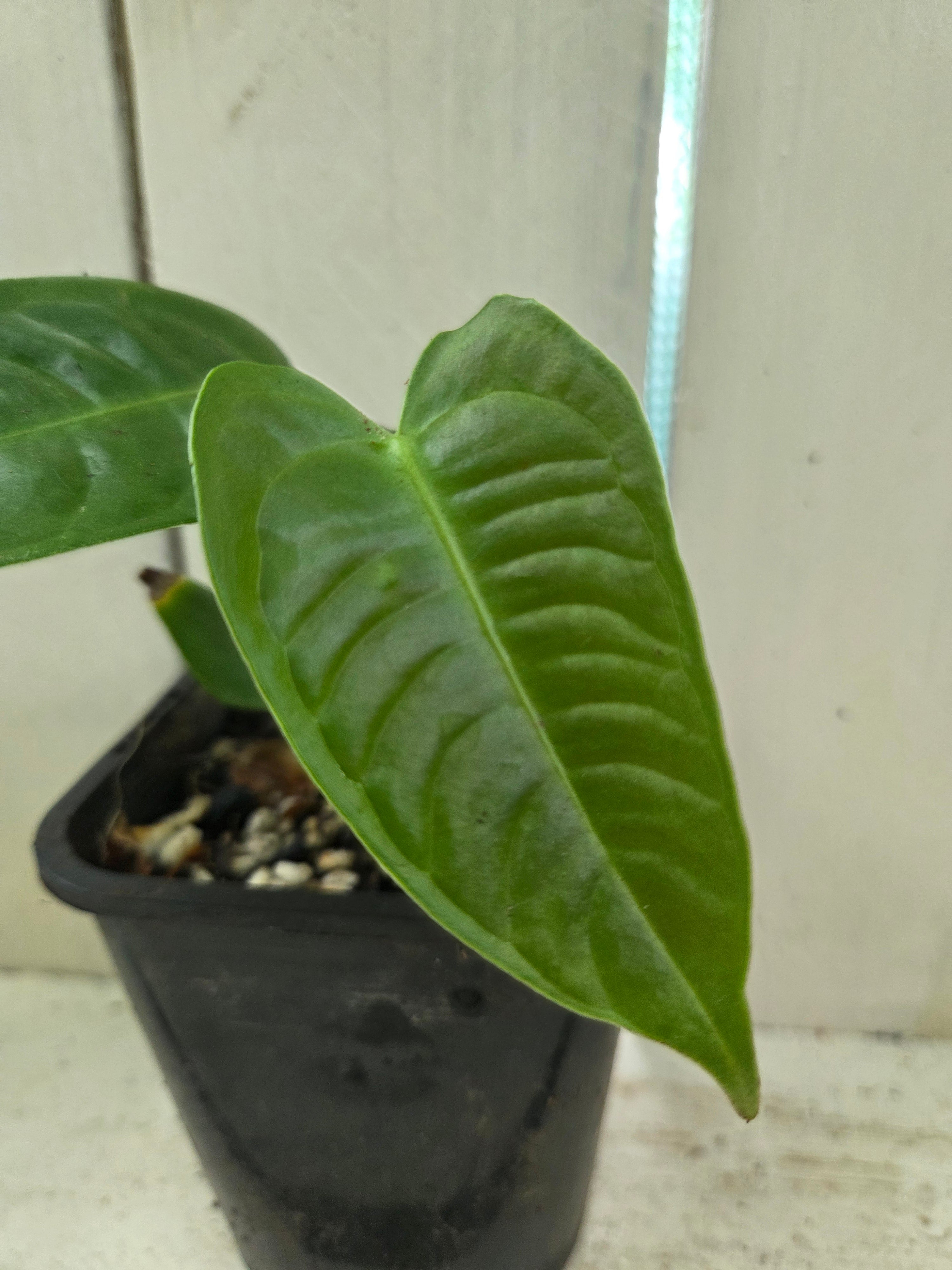 Anthurium Veitchii Narrow form