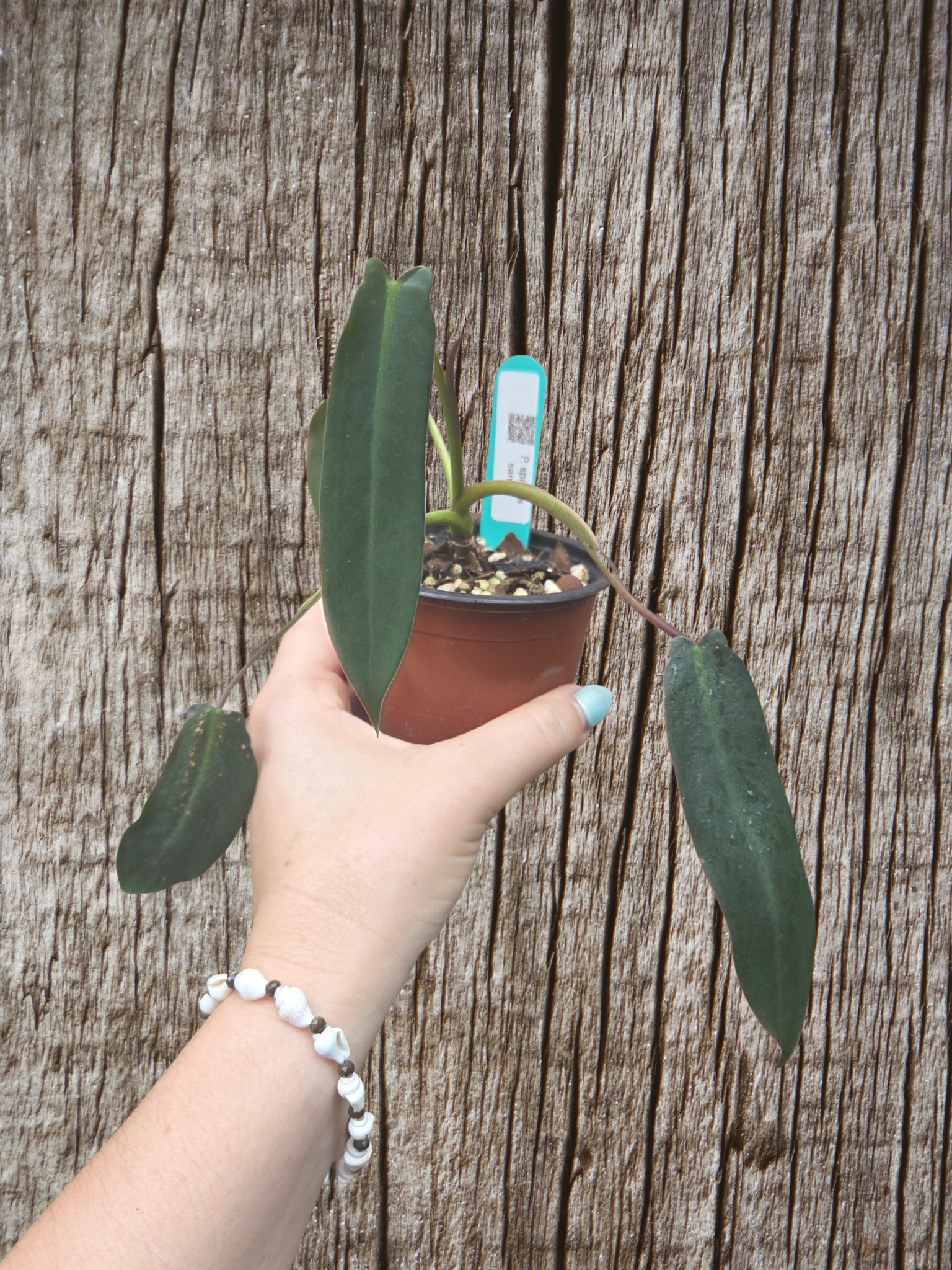 Philodendron spiritus sancti