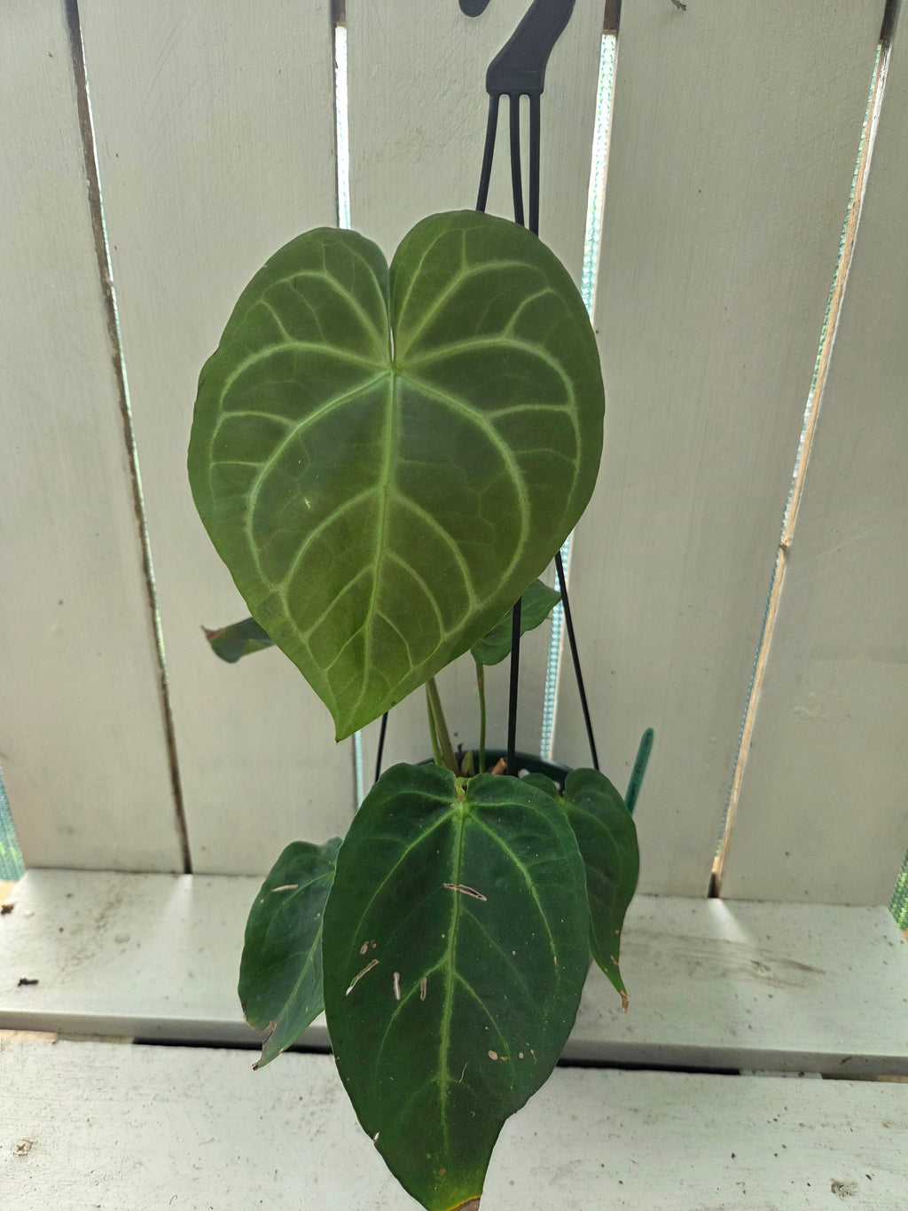 Anthurium Magnificum pure