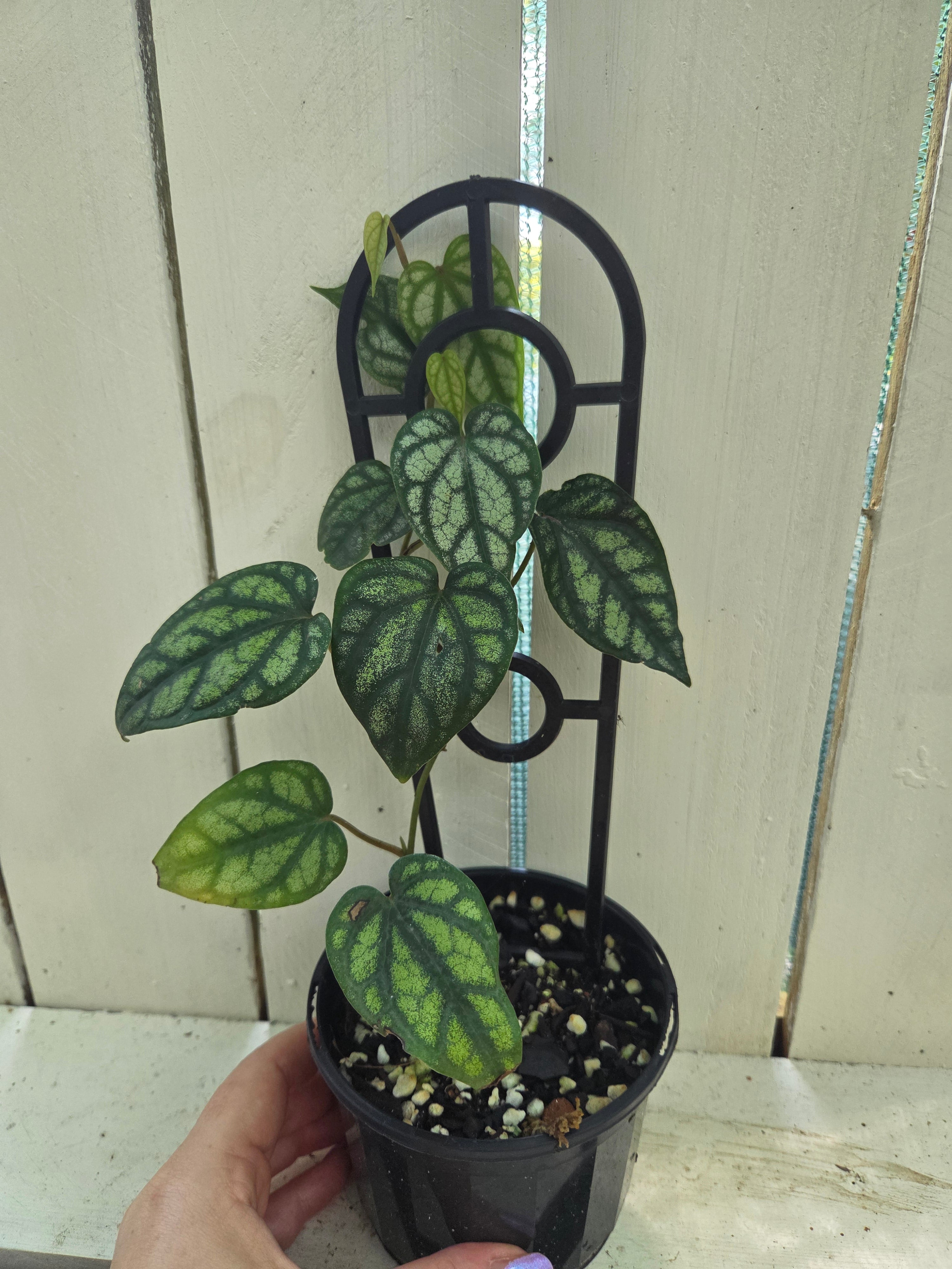 Piper Sylvaticum vine