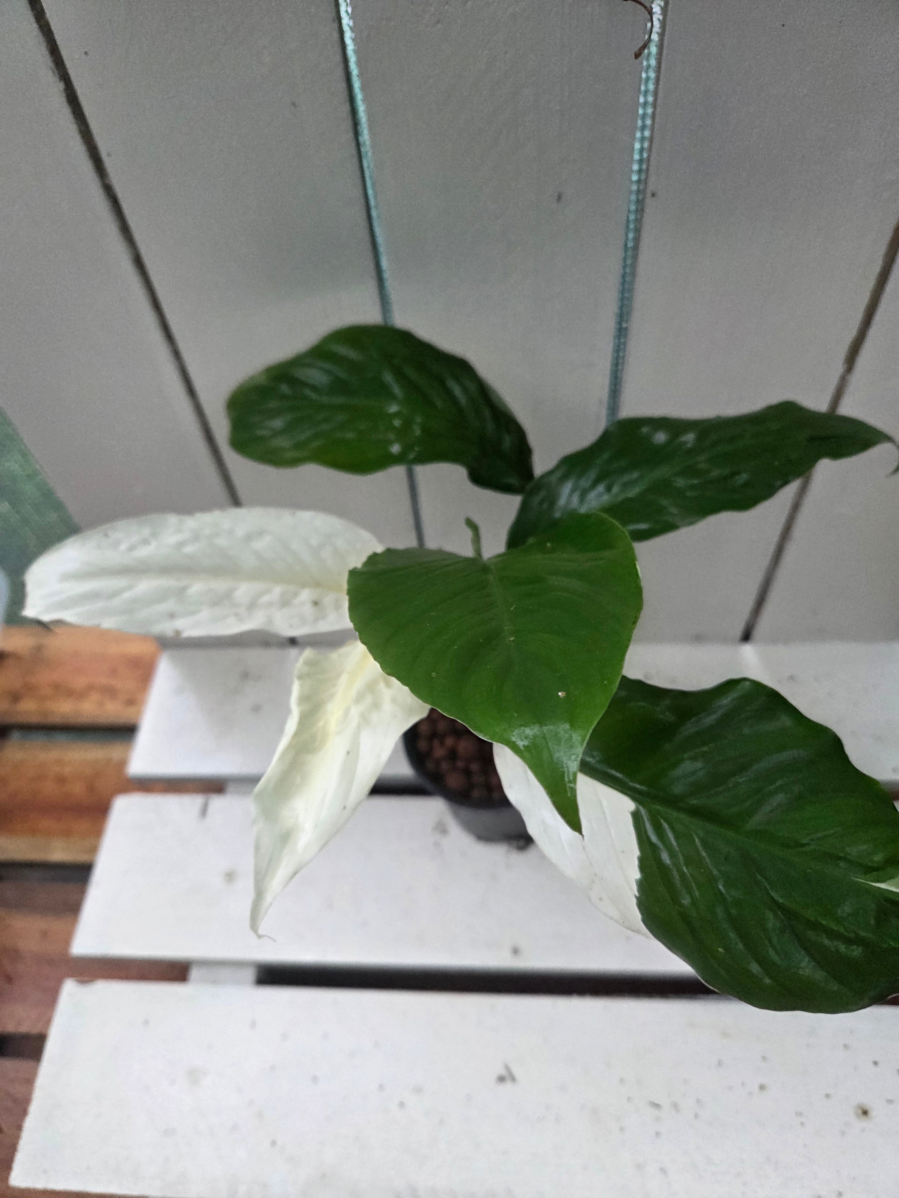 Spathiphyllum Picasso ‘Variegated Peace Lilly’