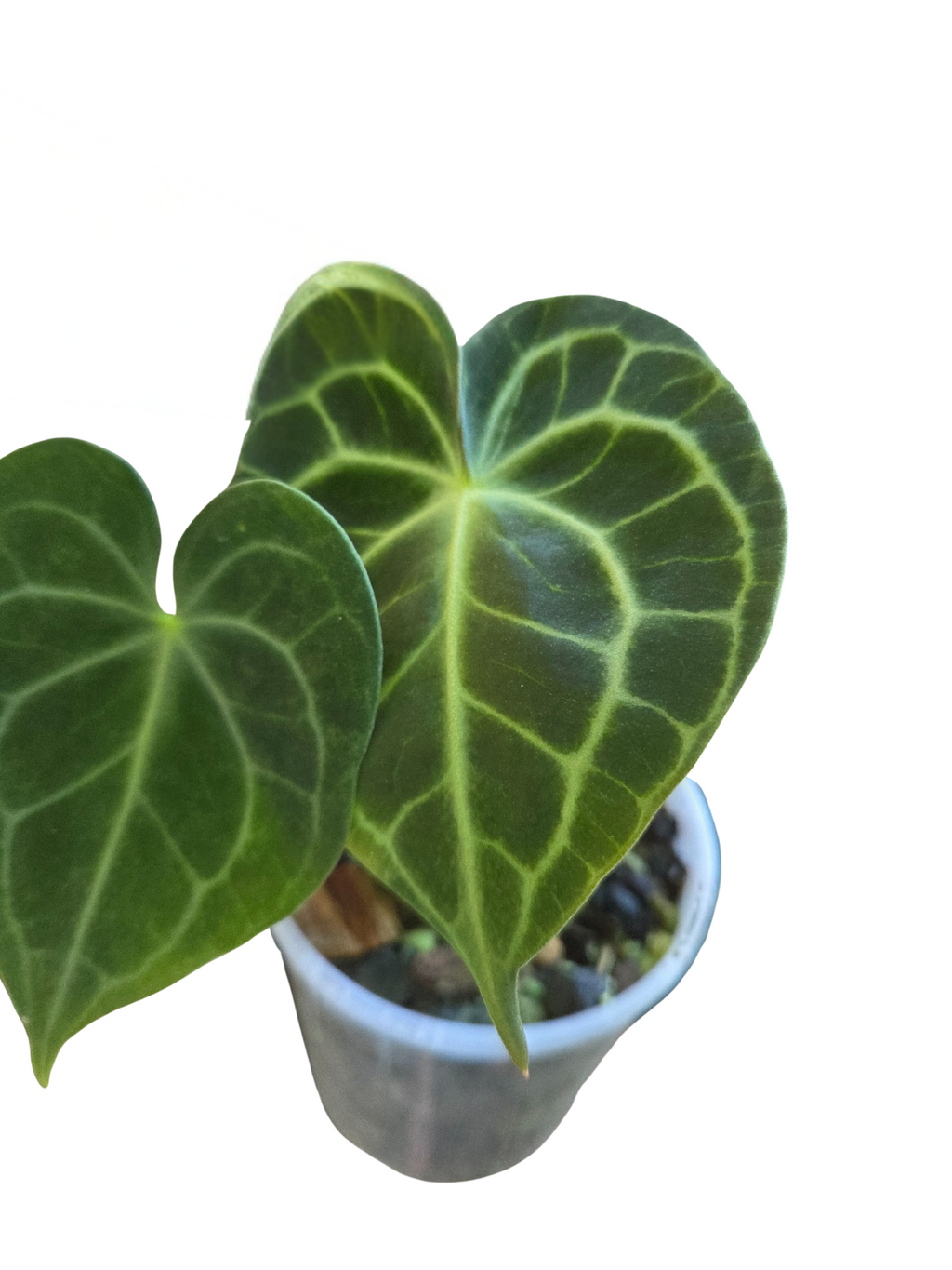 Anthurium clarinervium