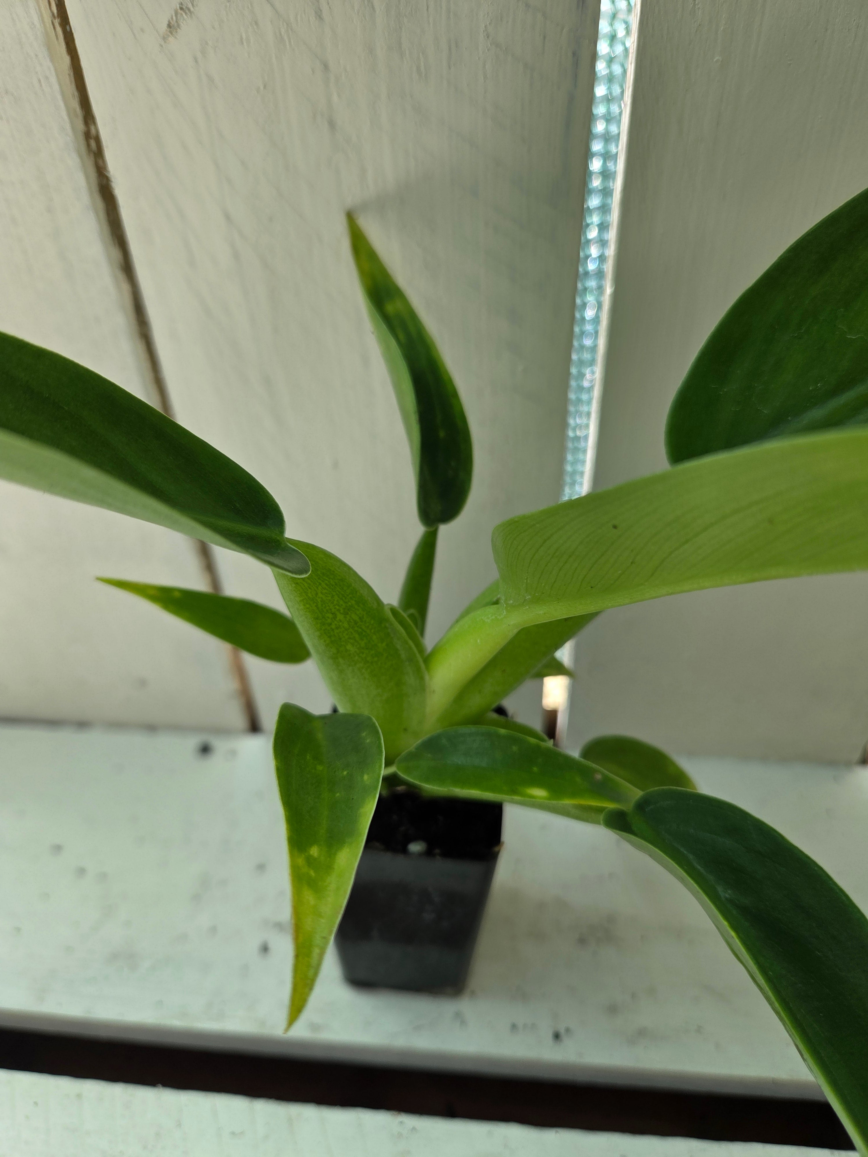 Philodendron martianum 'fat boy'