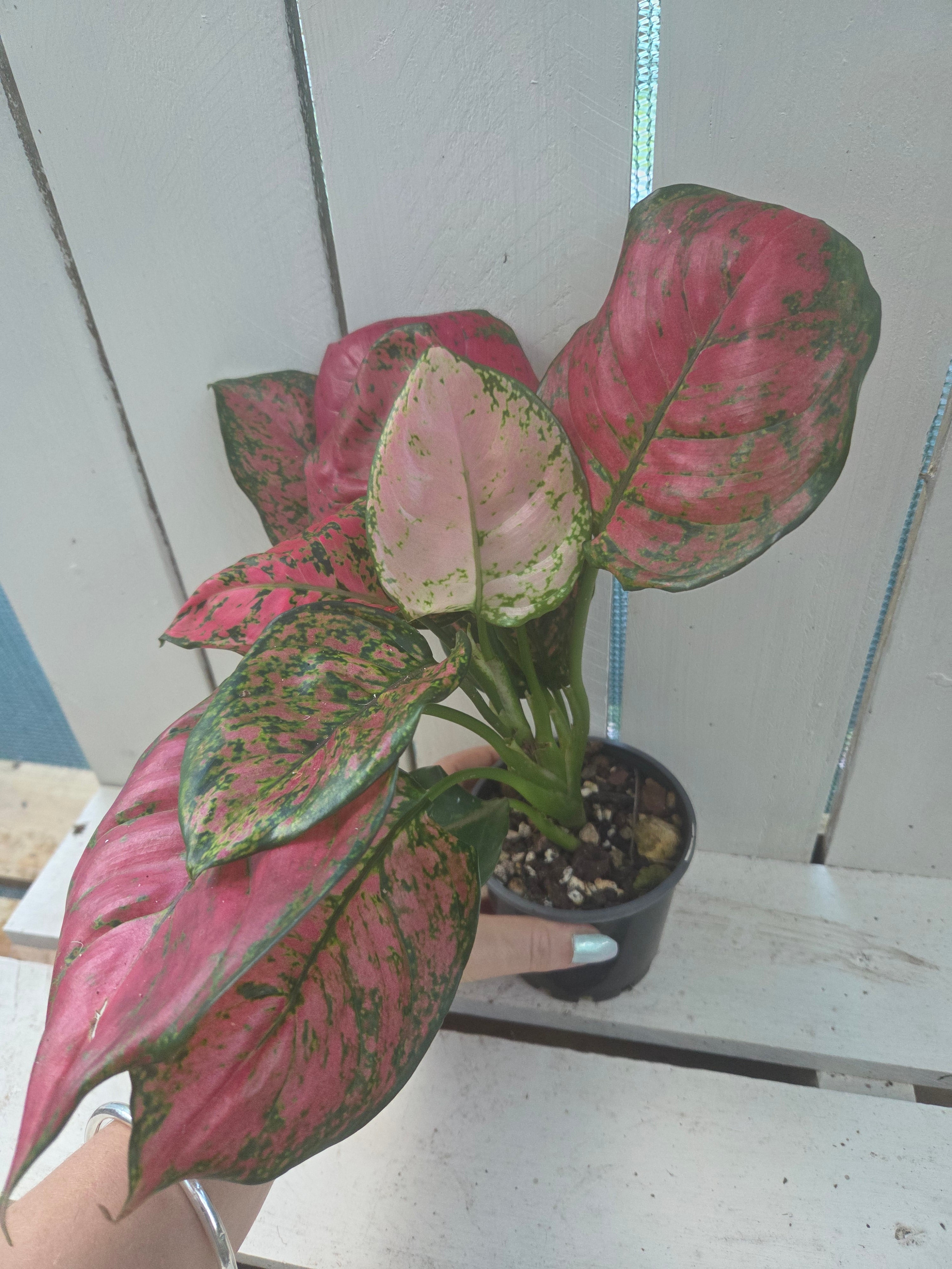 Aglonema Lady Valentine 💝