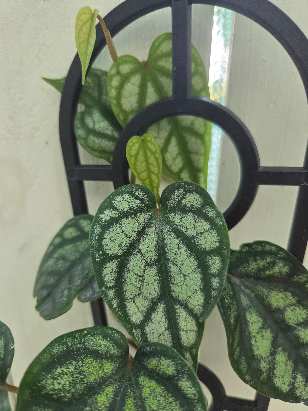 Piper Sylvaticum vine