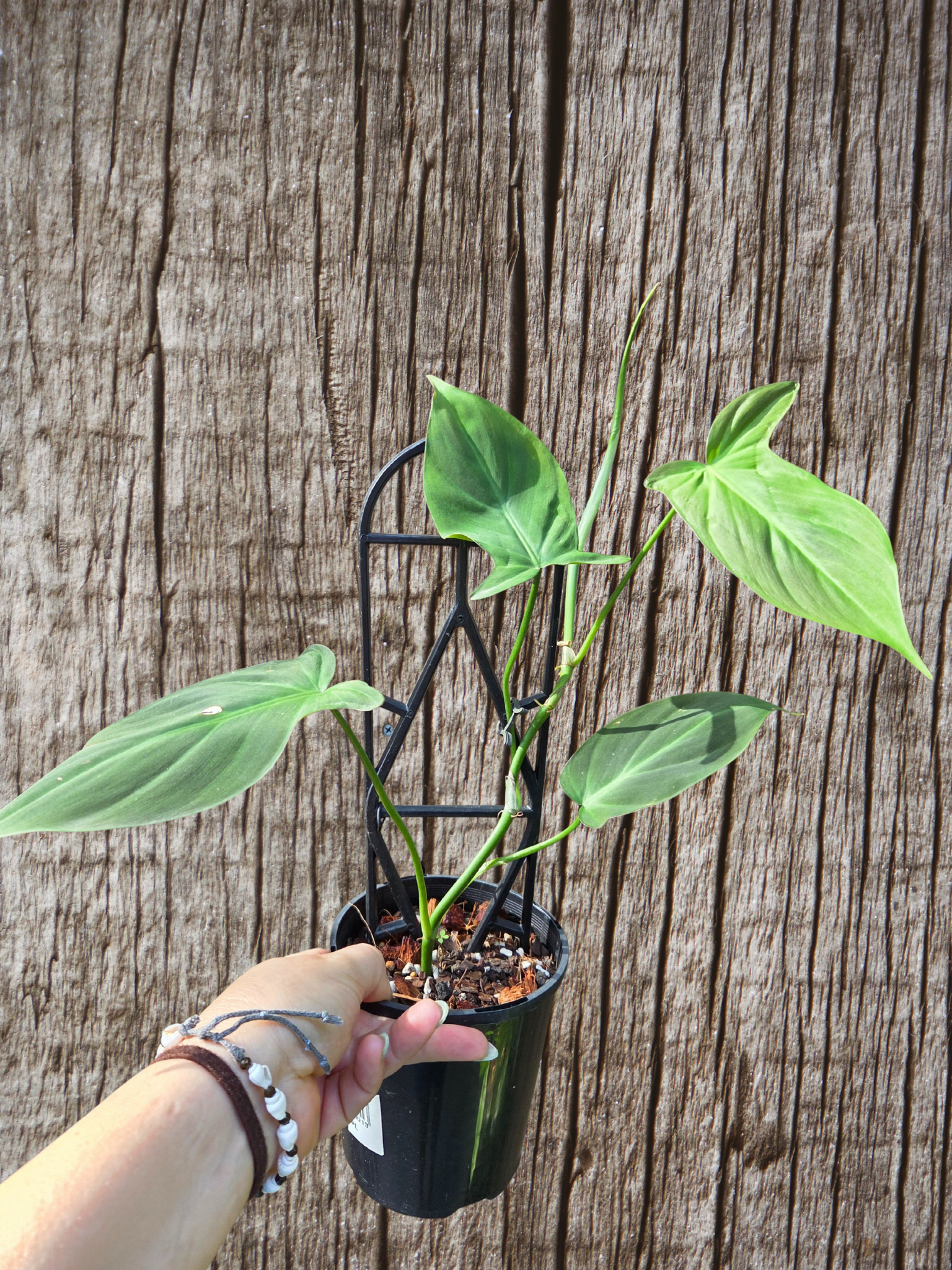 Philodendron camposportoanum