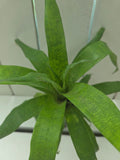 Guzmania subcorymbosa bromeliad