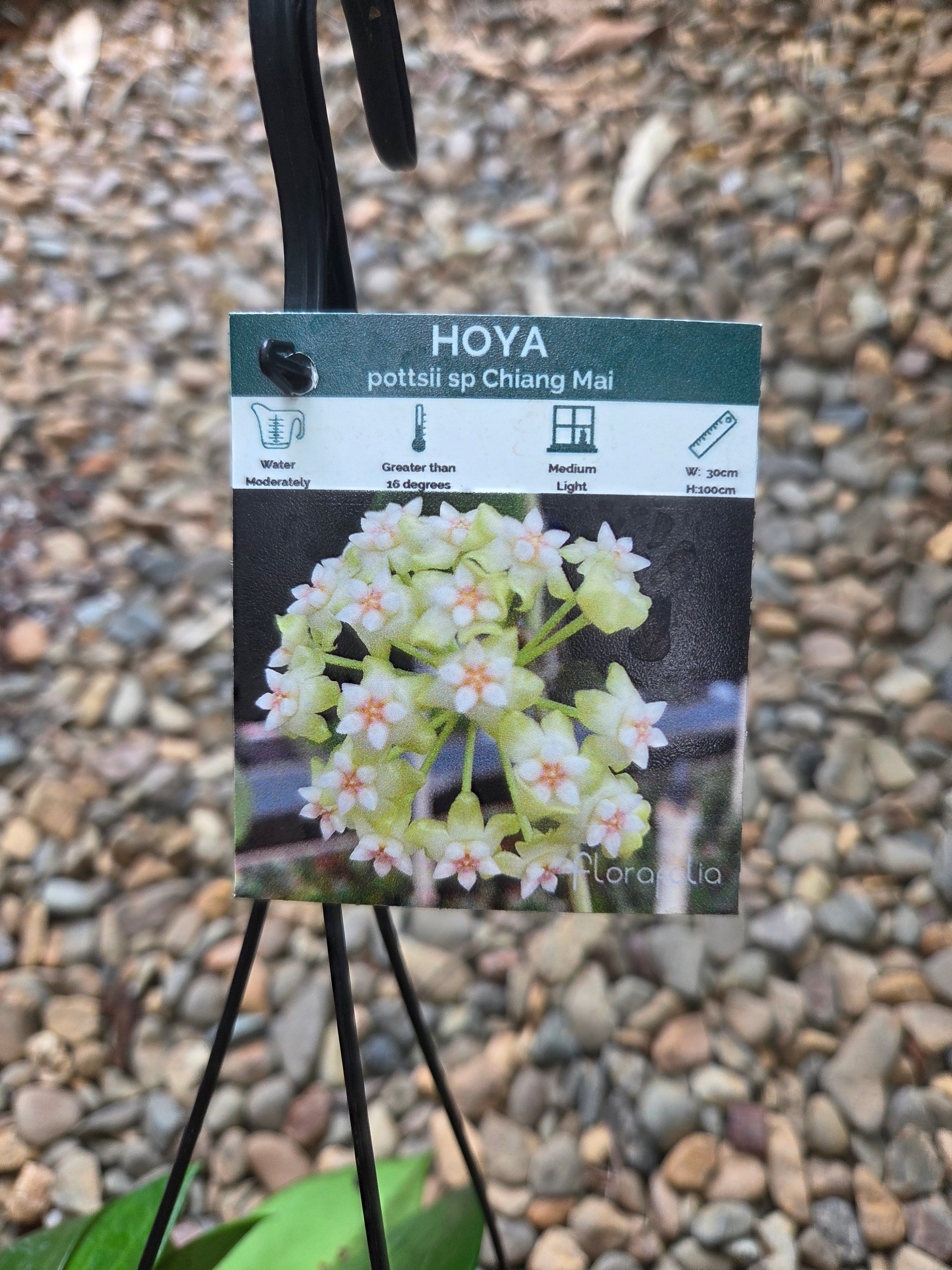 Hoya Pottsii 'Chiang Mai' plant
