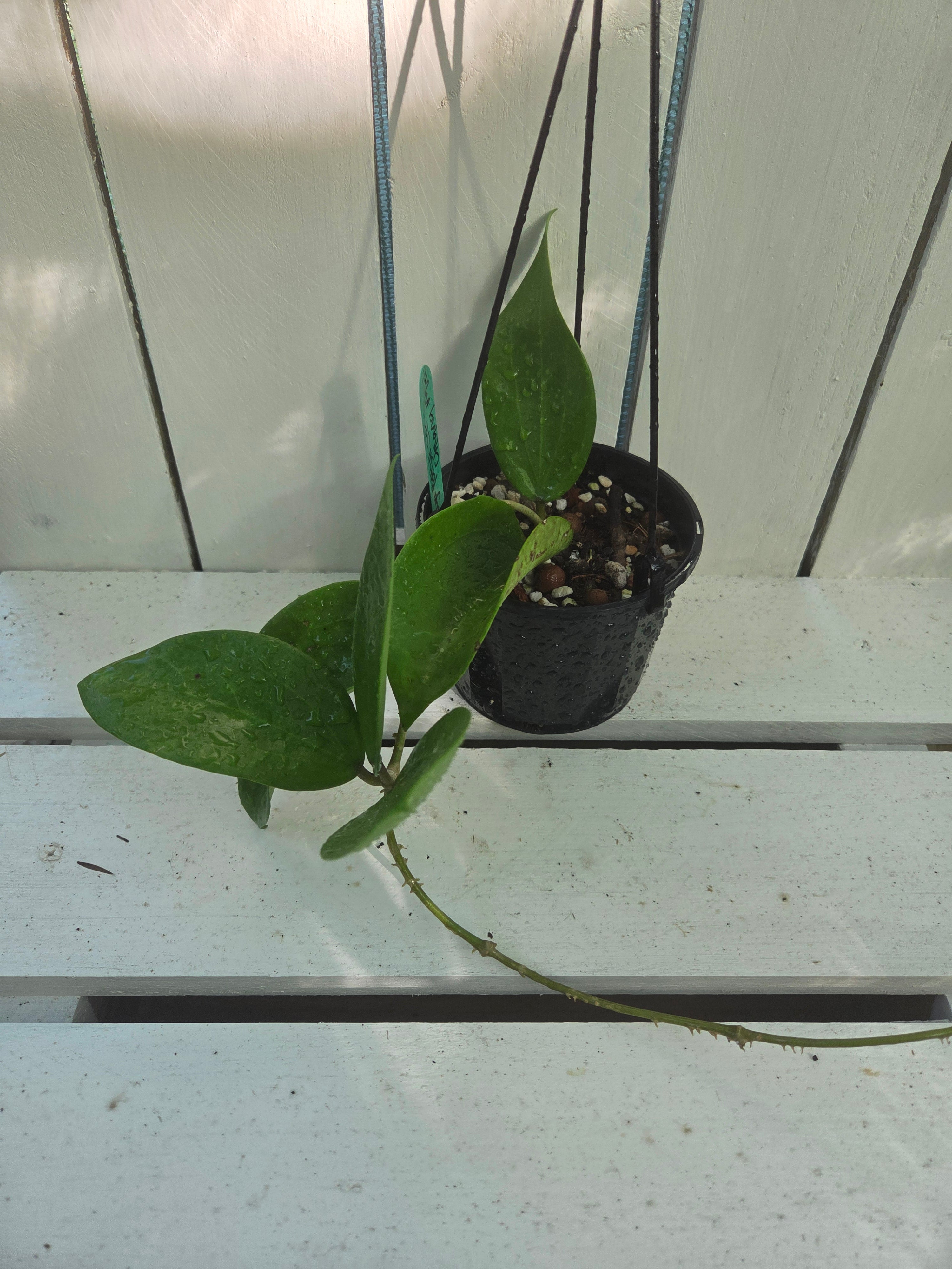 Hoya Pottsii 'Chiang Mai' plant