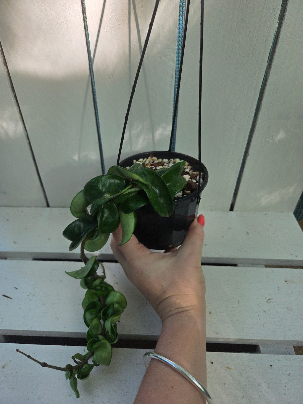 Hoya compacta 'Indian Rope hoya'