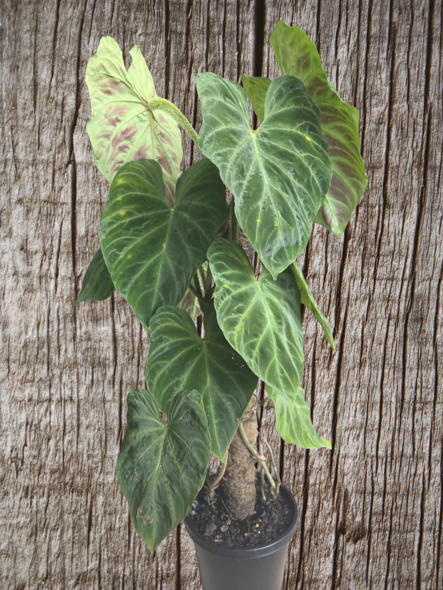 Philodendron Verracosum