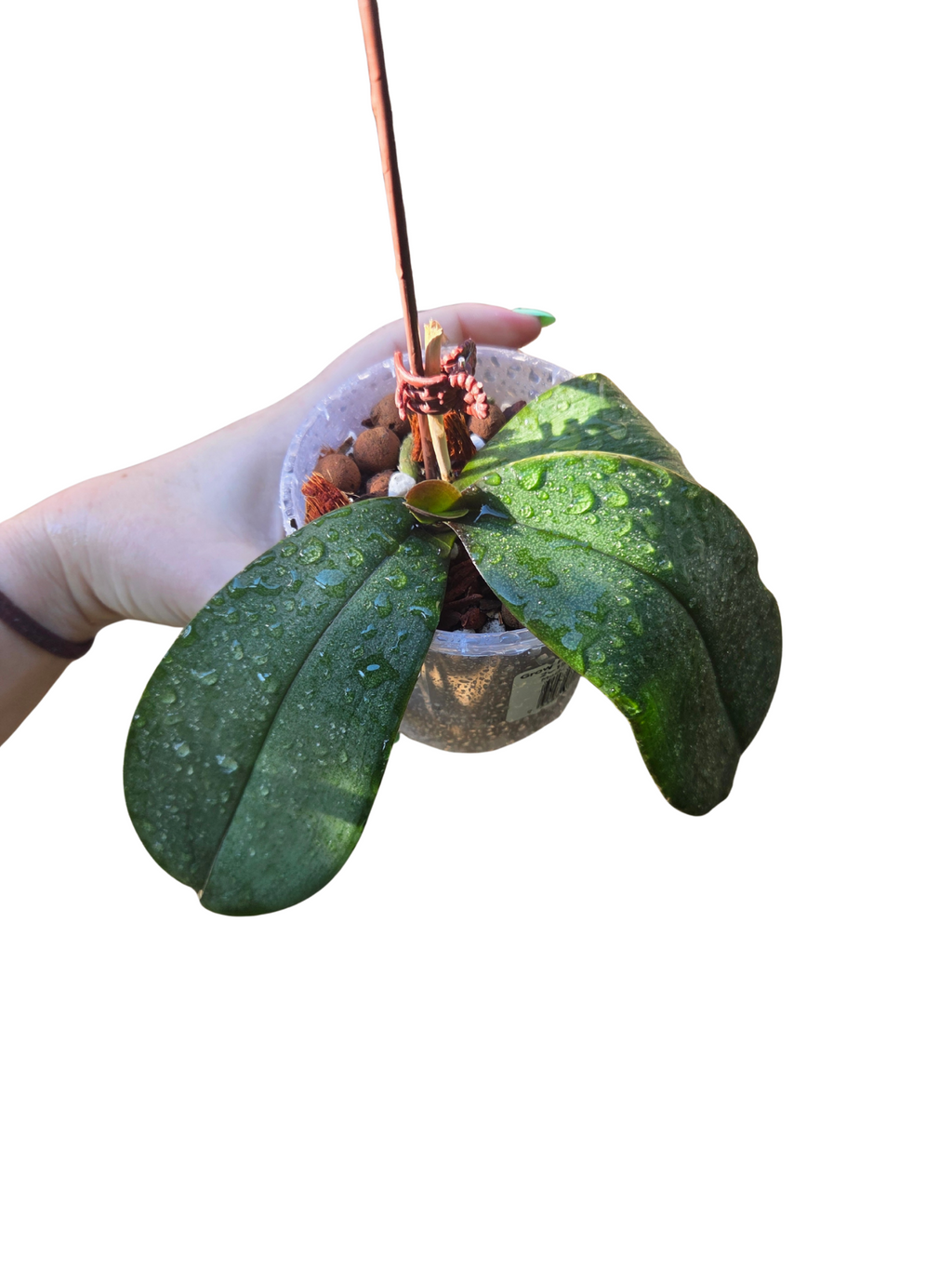 Phalaenopsis Orchids lucky dip!