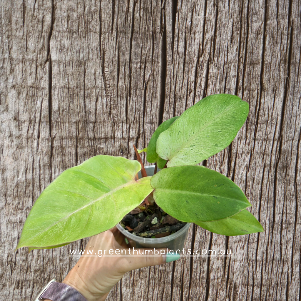 Philodendron Snow Drift