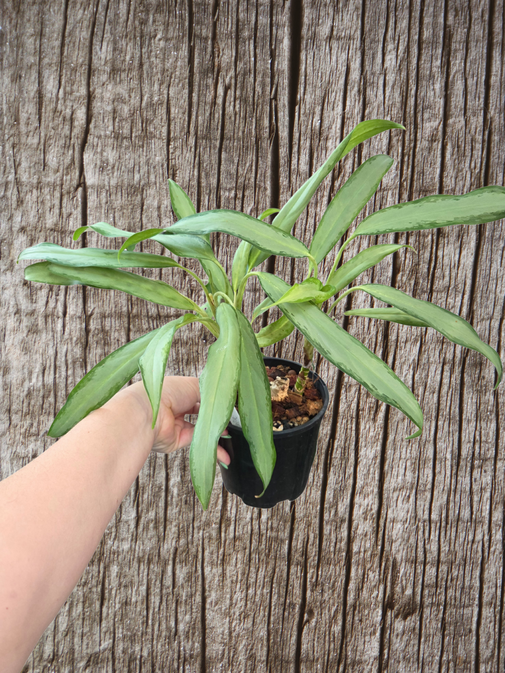 Aglonema white Lance